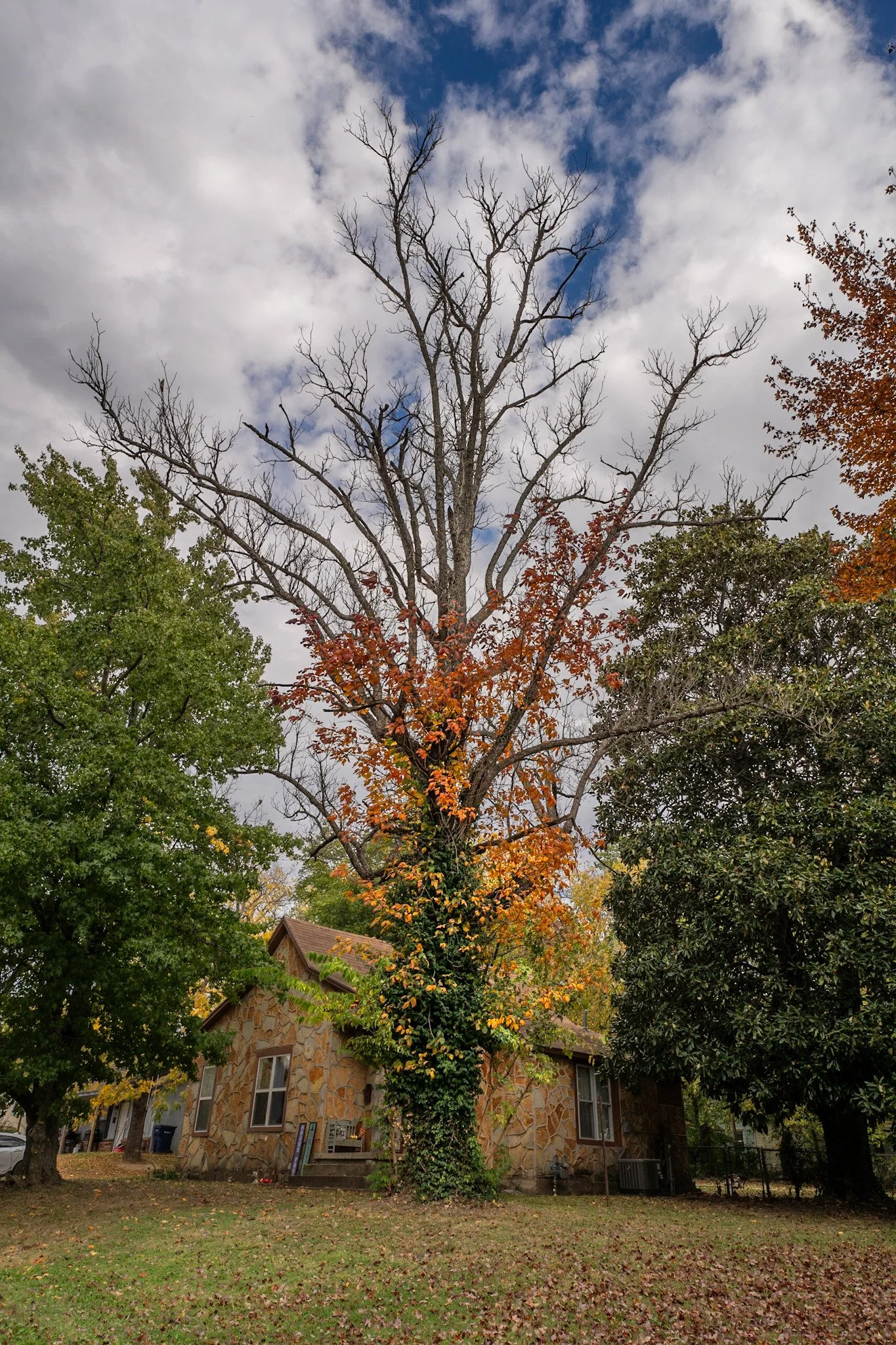 DSC09285.jpg
