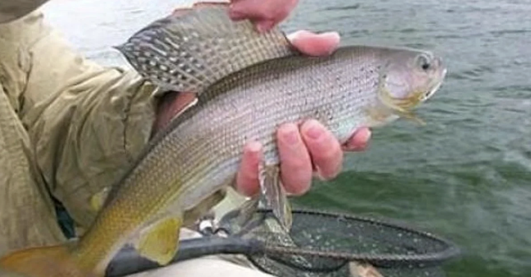 A person holding a large fish over water.