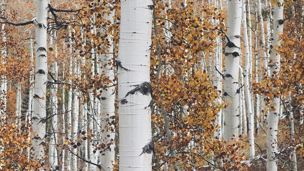 birch-trees-in-southcentral-interior-alaska-feature-1280x720.jpg