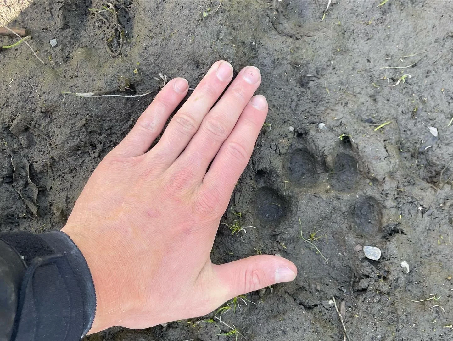 Wolf paw print in the mud
