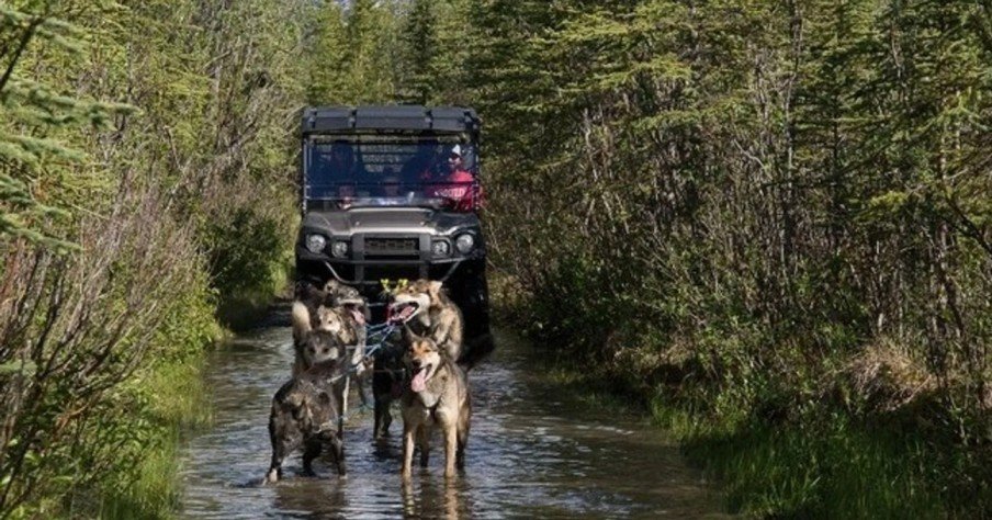 An off-road vehicle crossing a shallow creek in a wooded area, with four dogs on leashes walking through the water in front of the vehicle.