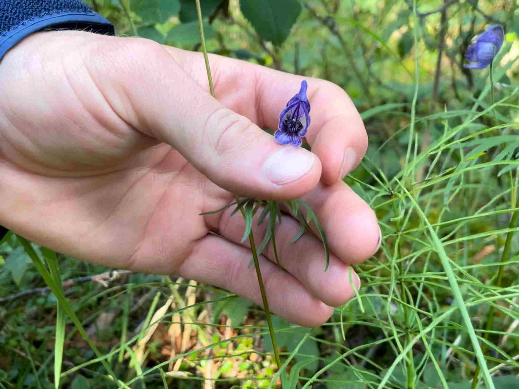 A peek inside a monkshood flower in Denali, Alaska