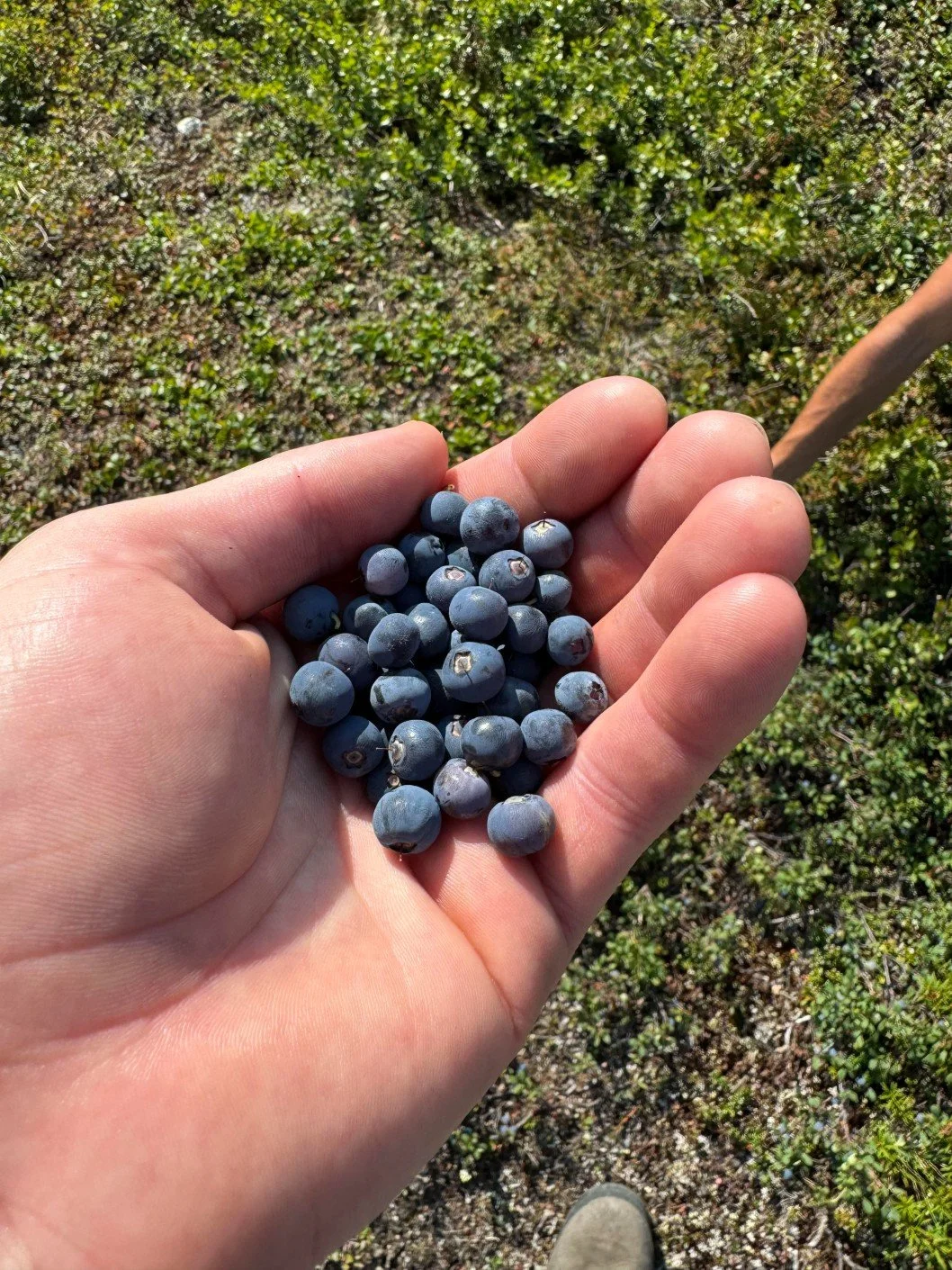 A handful of delicious wild blueberries foraged from the tundra near Denali National Park