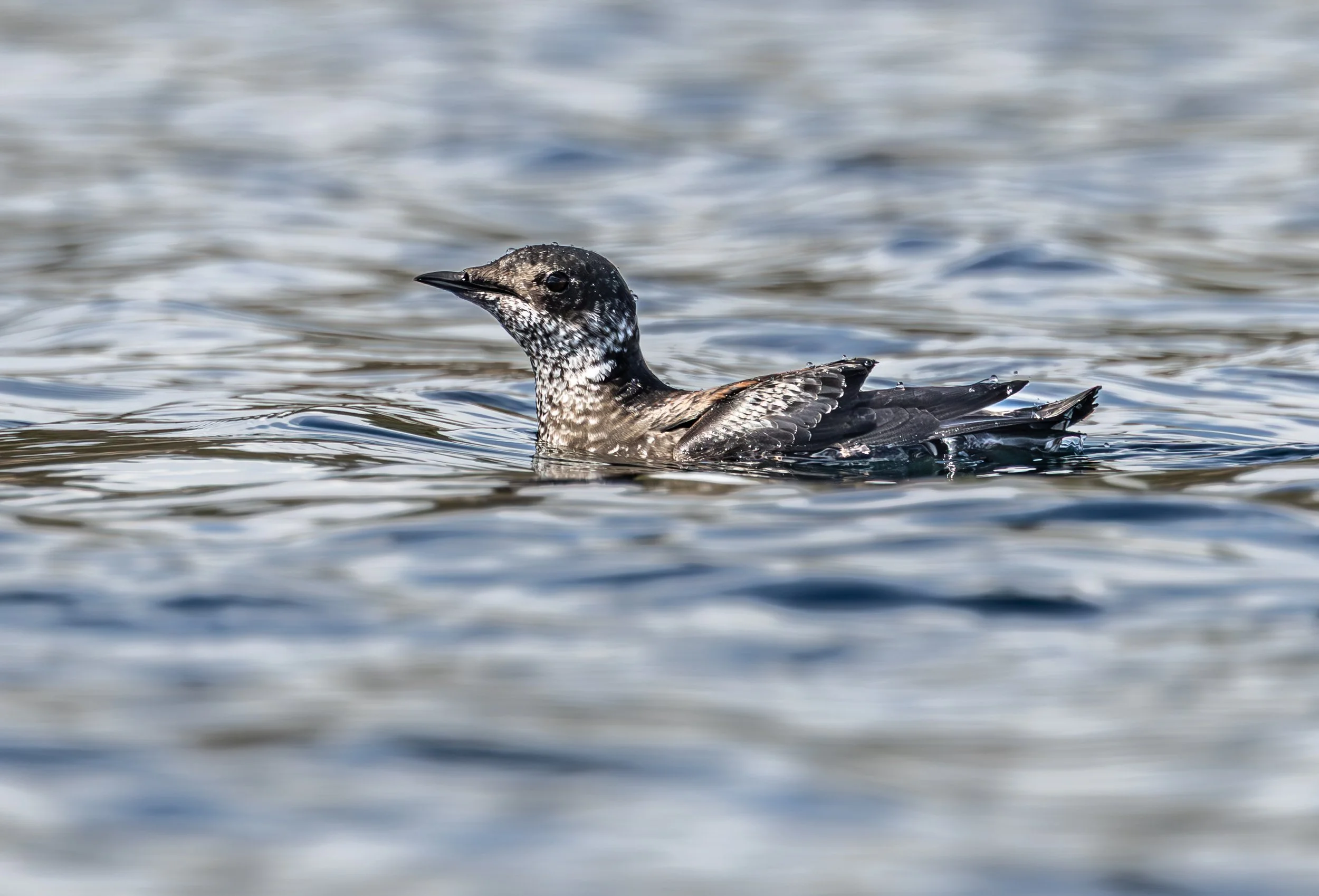 Murrelet Mittenach April .jpg