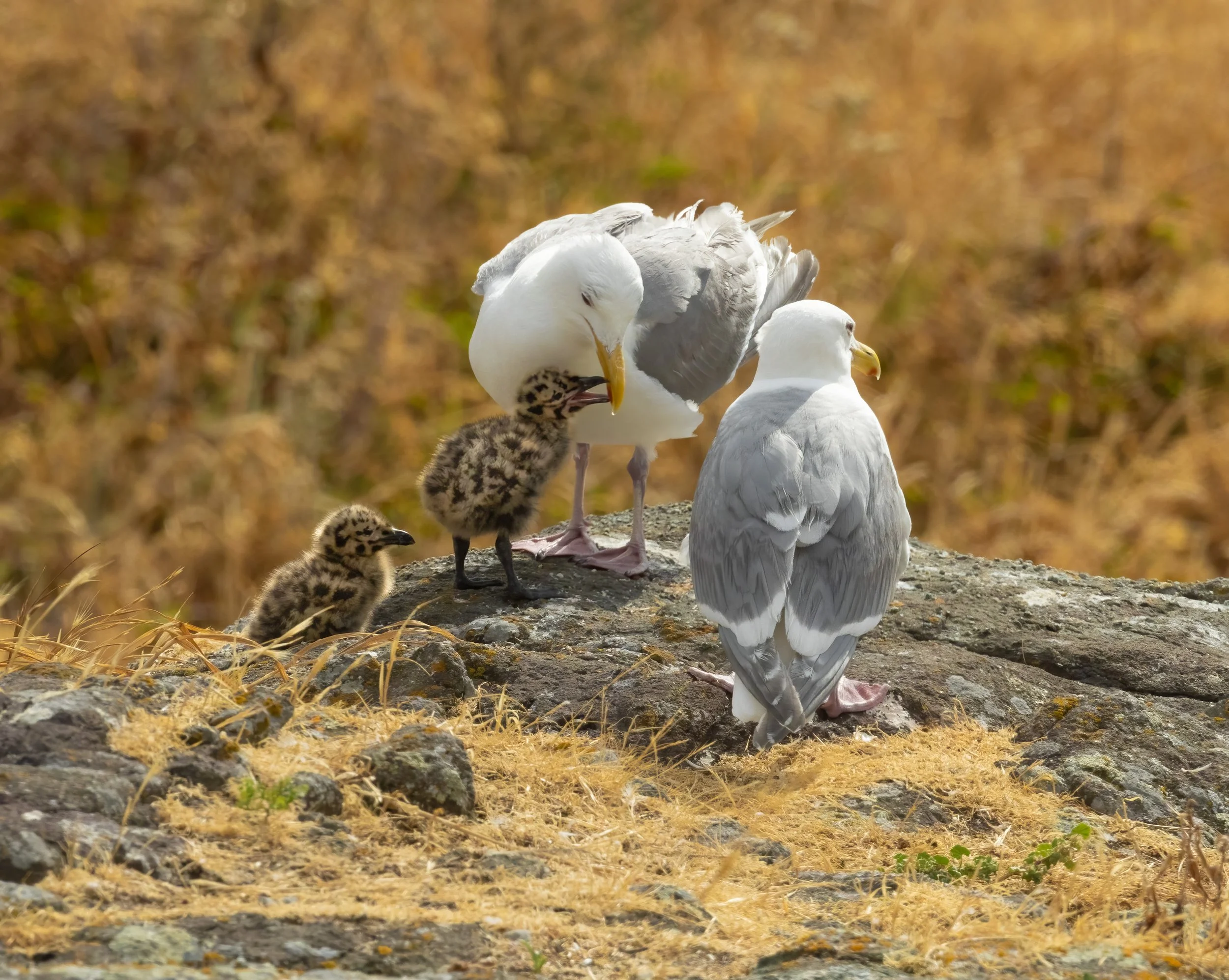 untitled-102-Edit.jpg