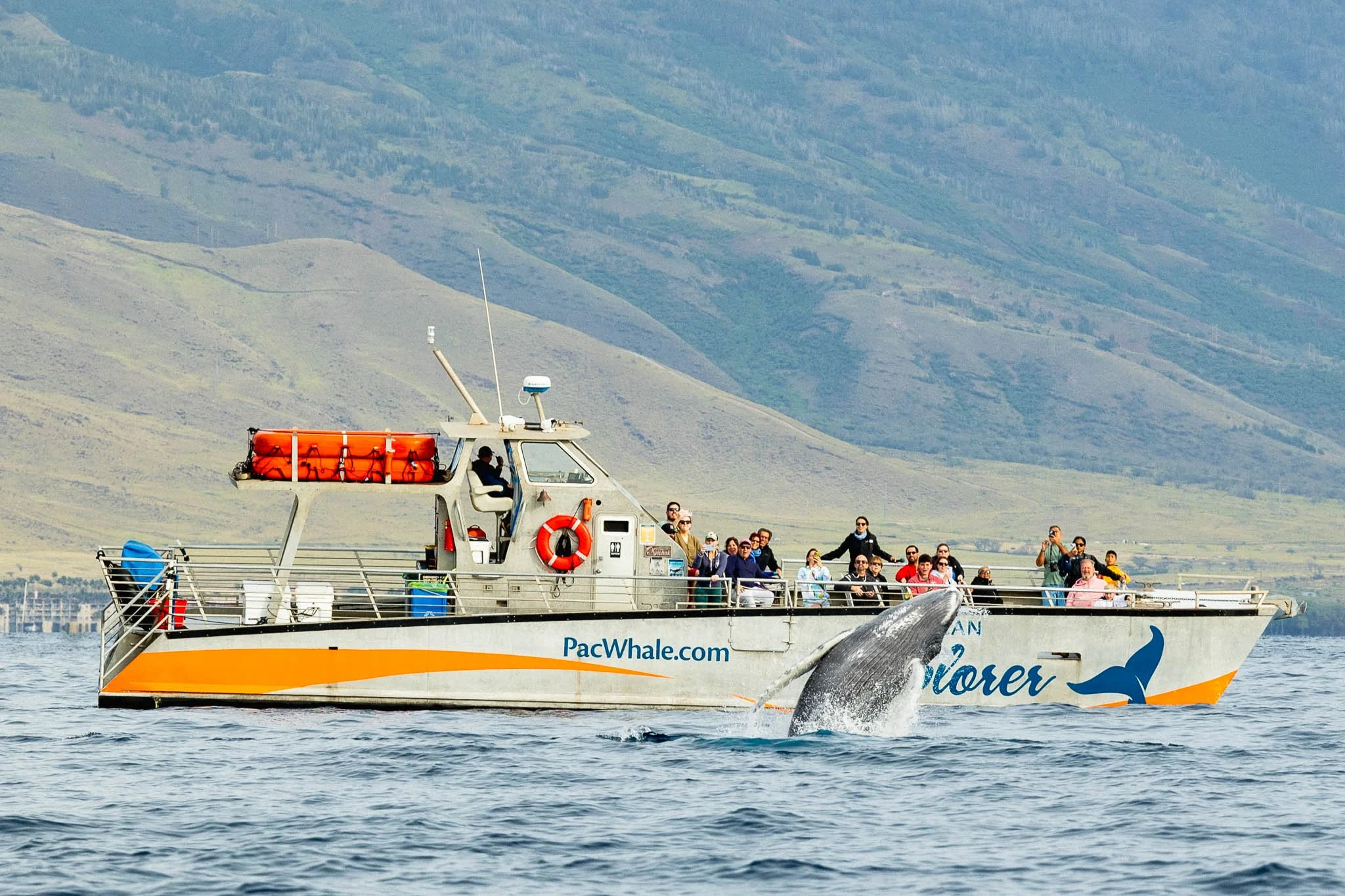 Whale watching in Maui, Hawaii