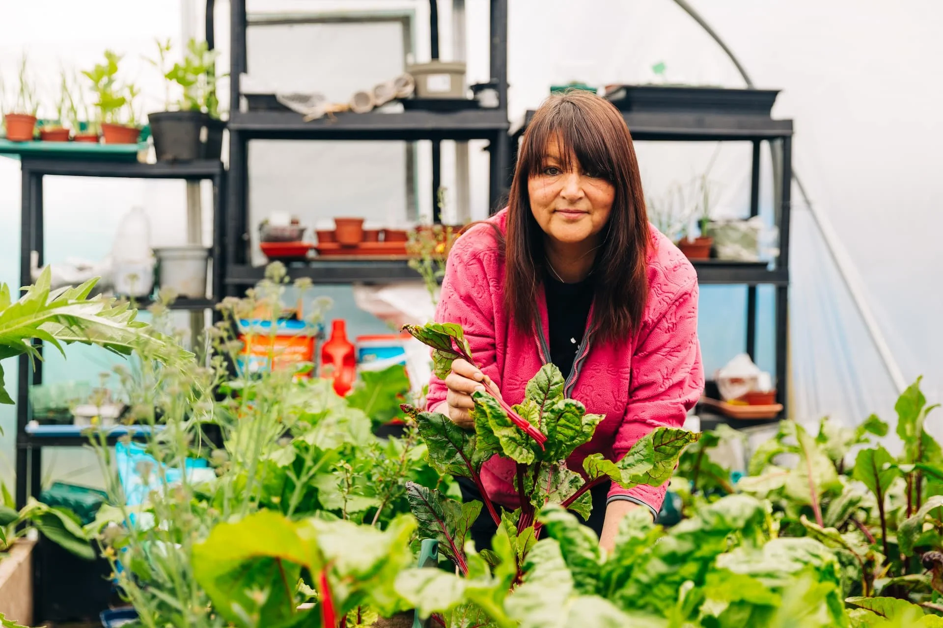 A woman in a pink jacket harvesting Swiss chard in a greenhouse with plants and gardening supplies in the background.