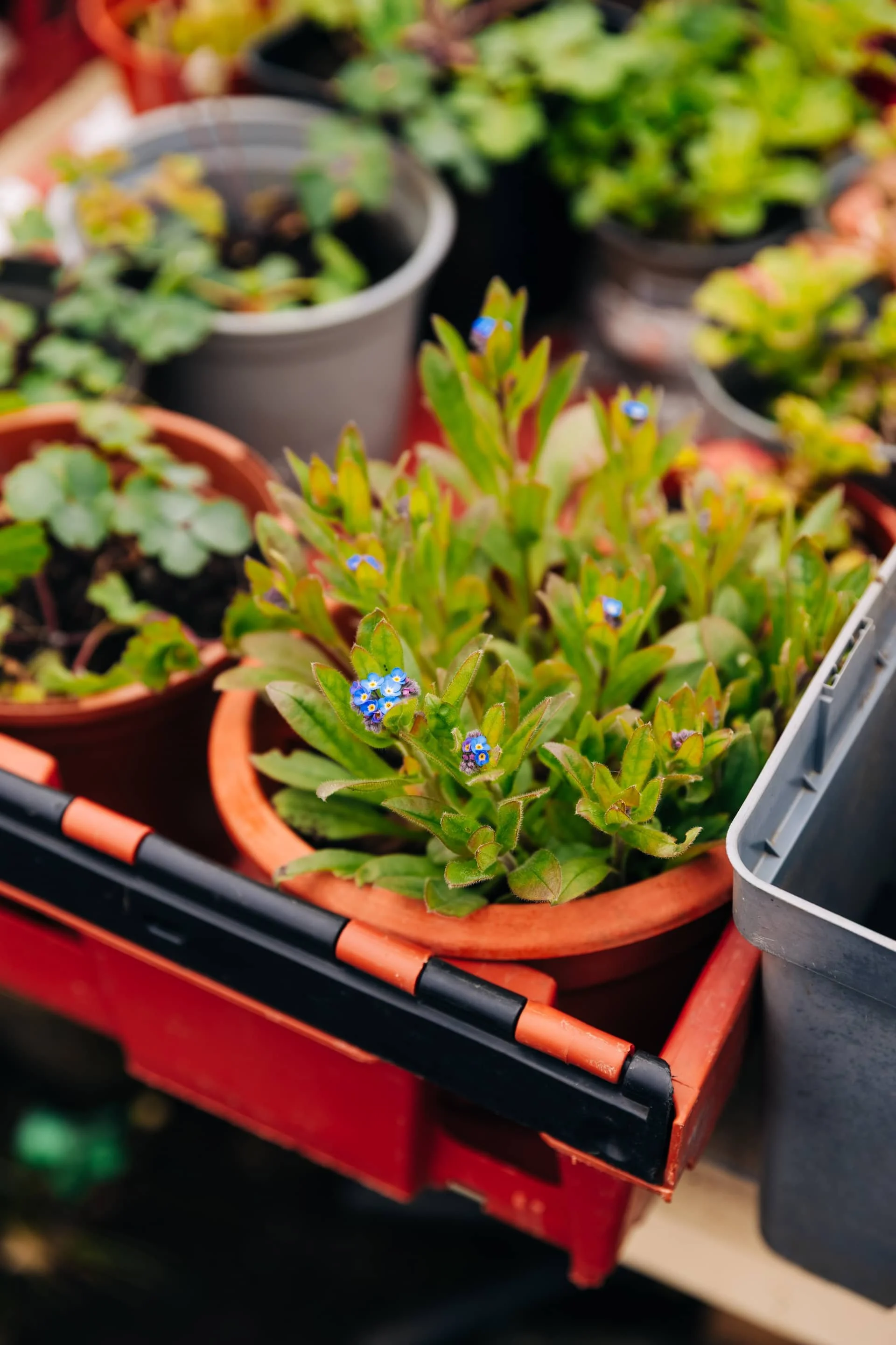 Potted plant with small blue flowers amidst green leaves on a gardening trolley with other pots of plants in the background