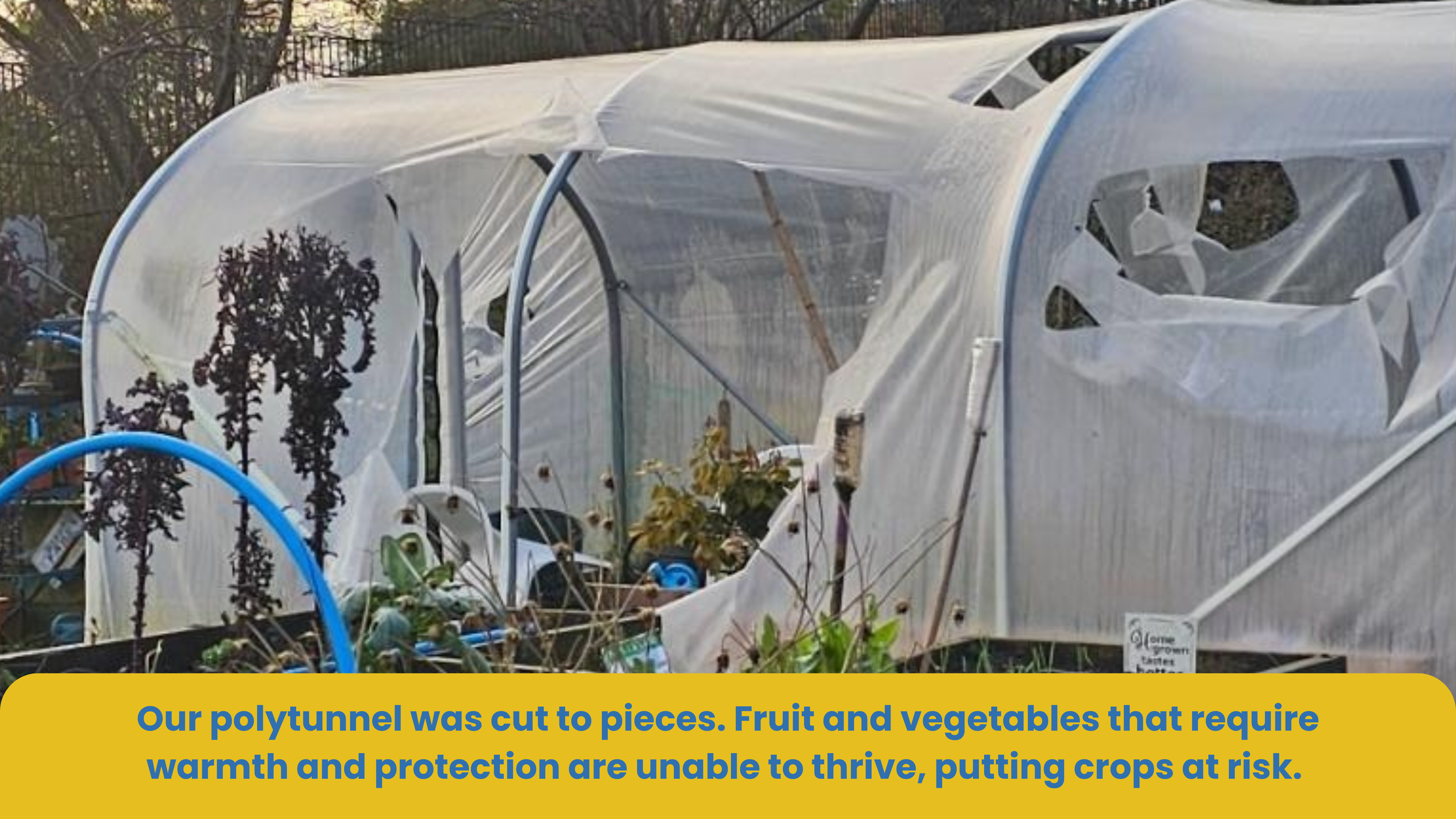 A polytunnel with torn plastic covering, surrounding various plants and vegetables, indicating the damage to the crops inside.