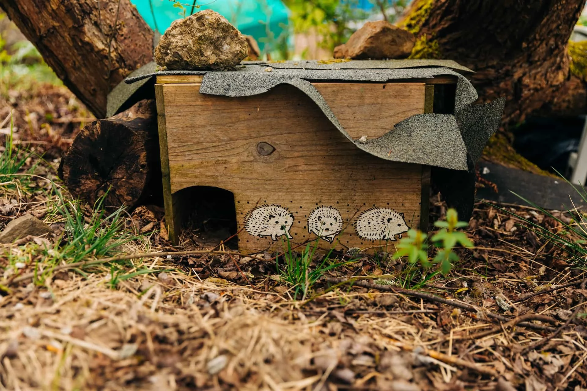 A wooden hedgehog house on the ground with three drawn hedgehogs on its front, surrounded by grass, twigs, and leaves, with trees and outdoor elements in the background.