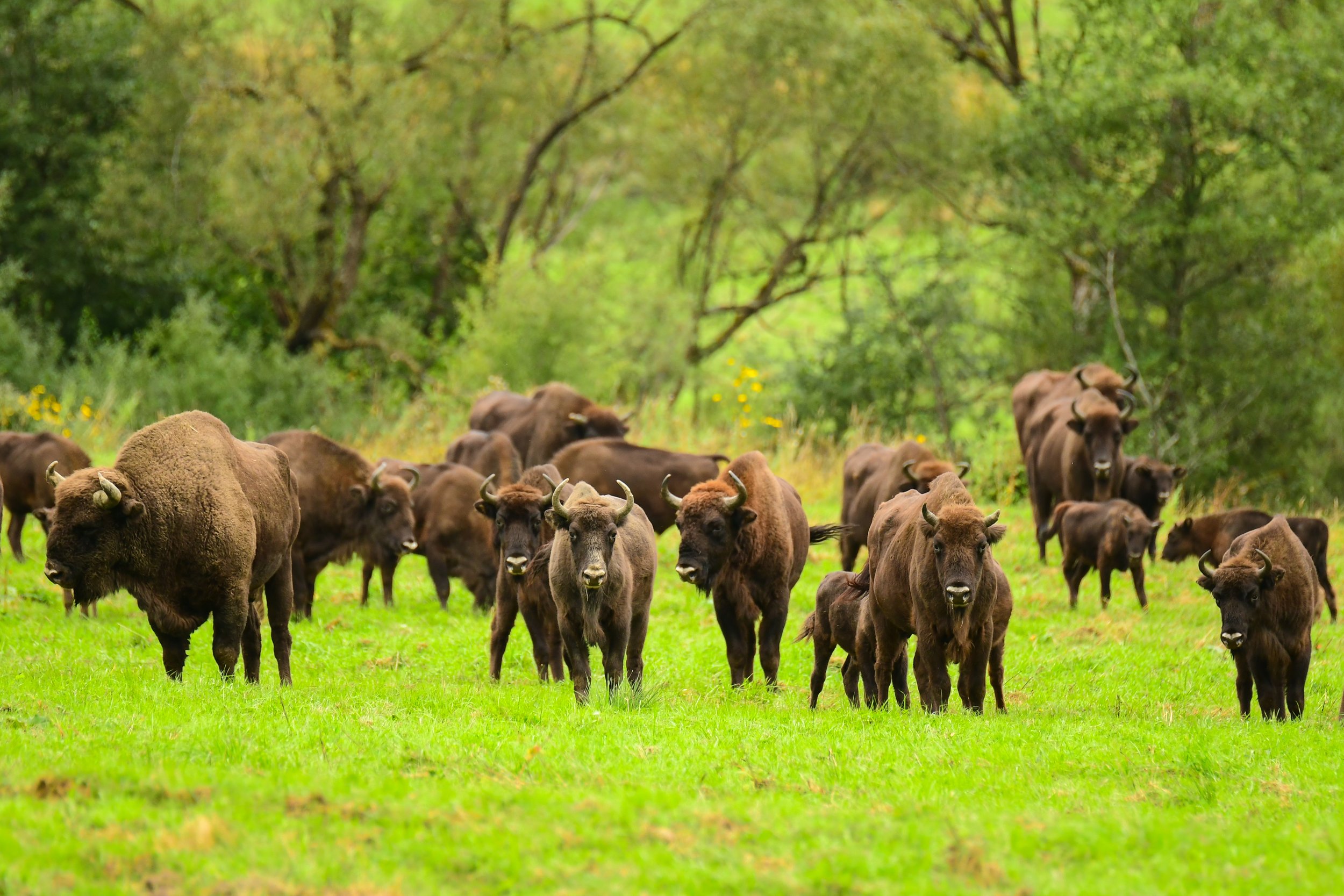 Green Shoots: how large wildlife can contribute to climate change mitigation and adaptation