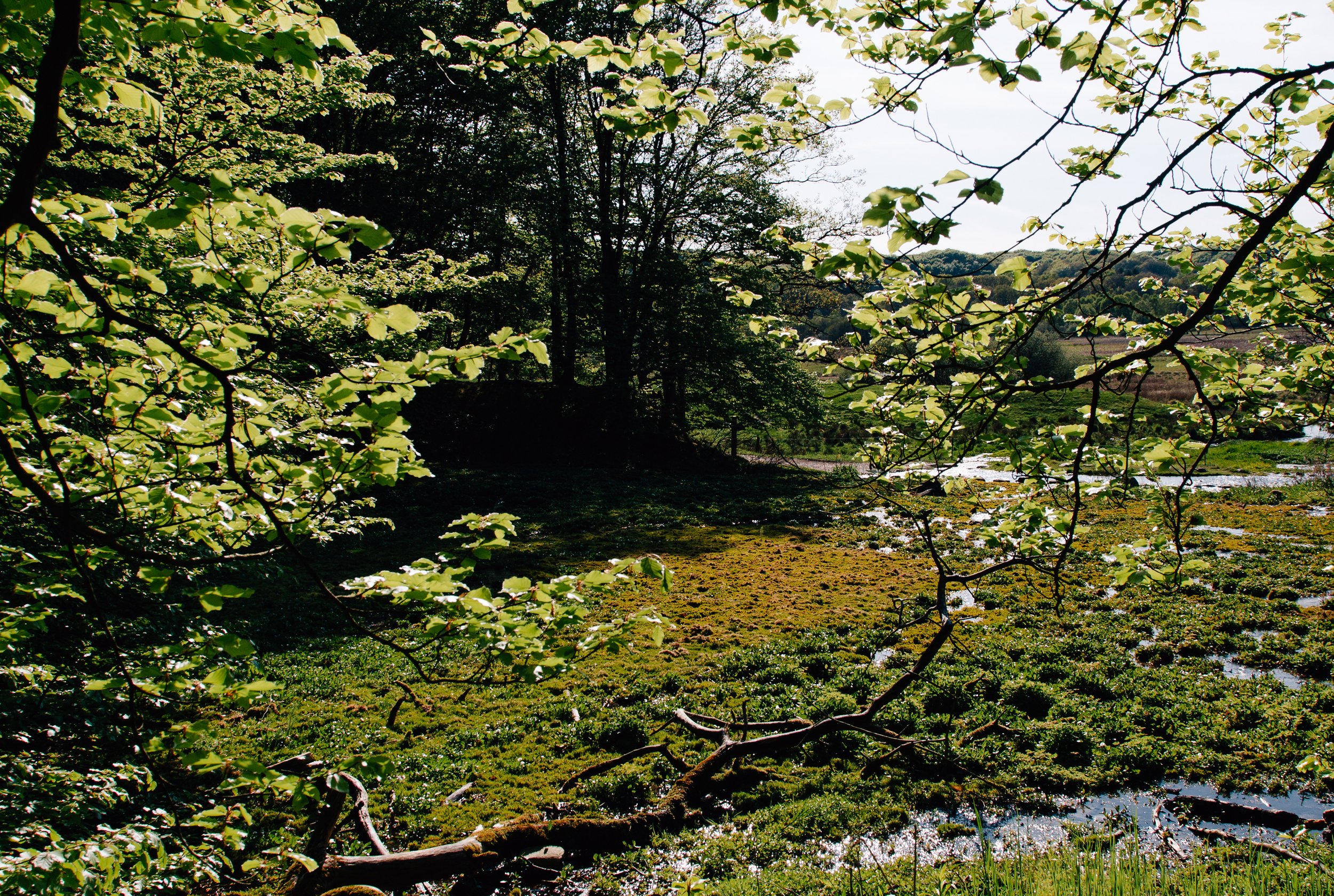 Green Shoots webinar: How does rewilding affect the recreational value of natural areas?