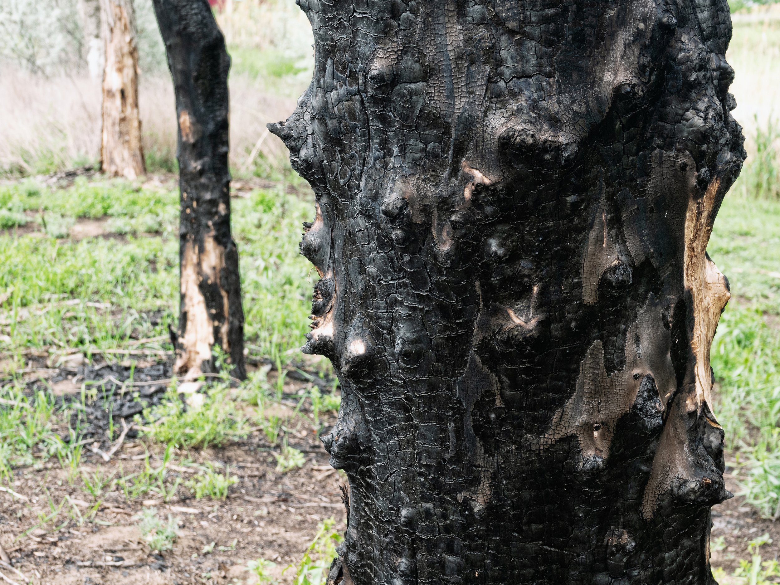 Rewilding, Disturbance and Biodiversity Part 1: Understanding the role of disturbance in rewilding