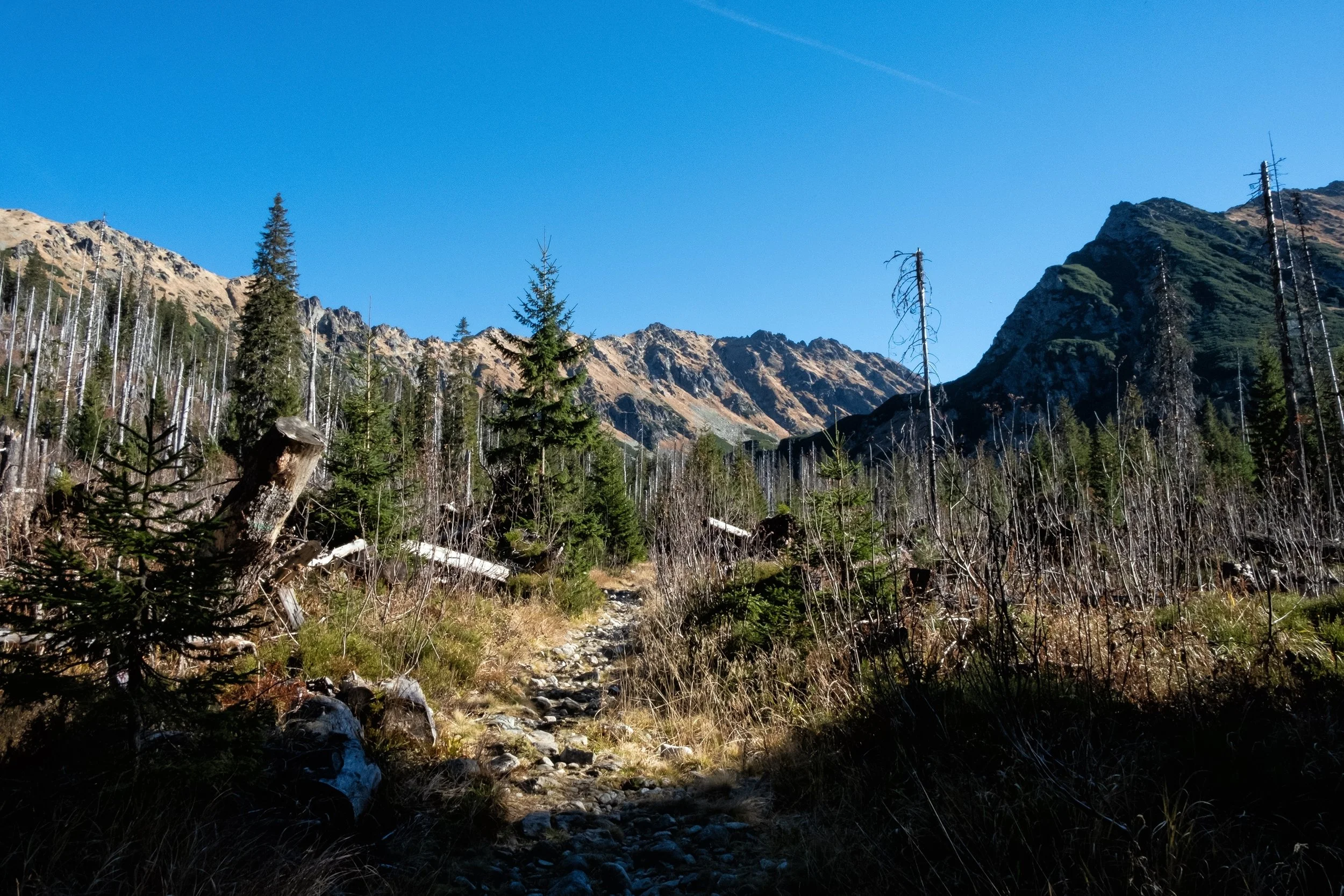 Climate change and natural disturbances are transforming the forests of the High Tatras