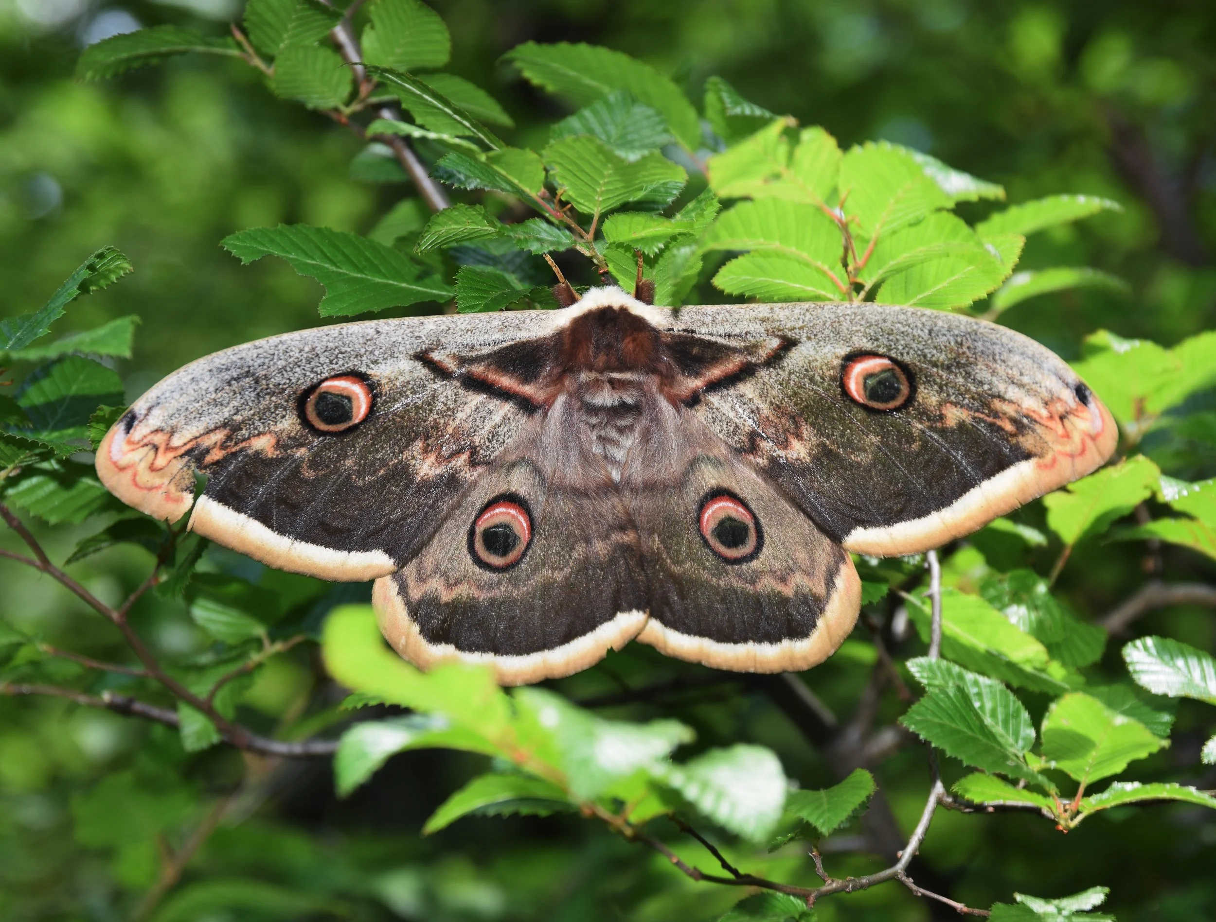 wildE’s seminal research on public attitudes towards rewilding