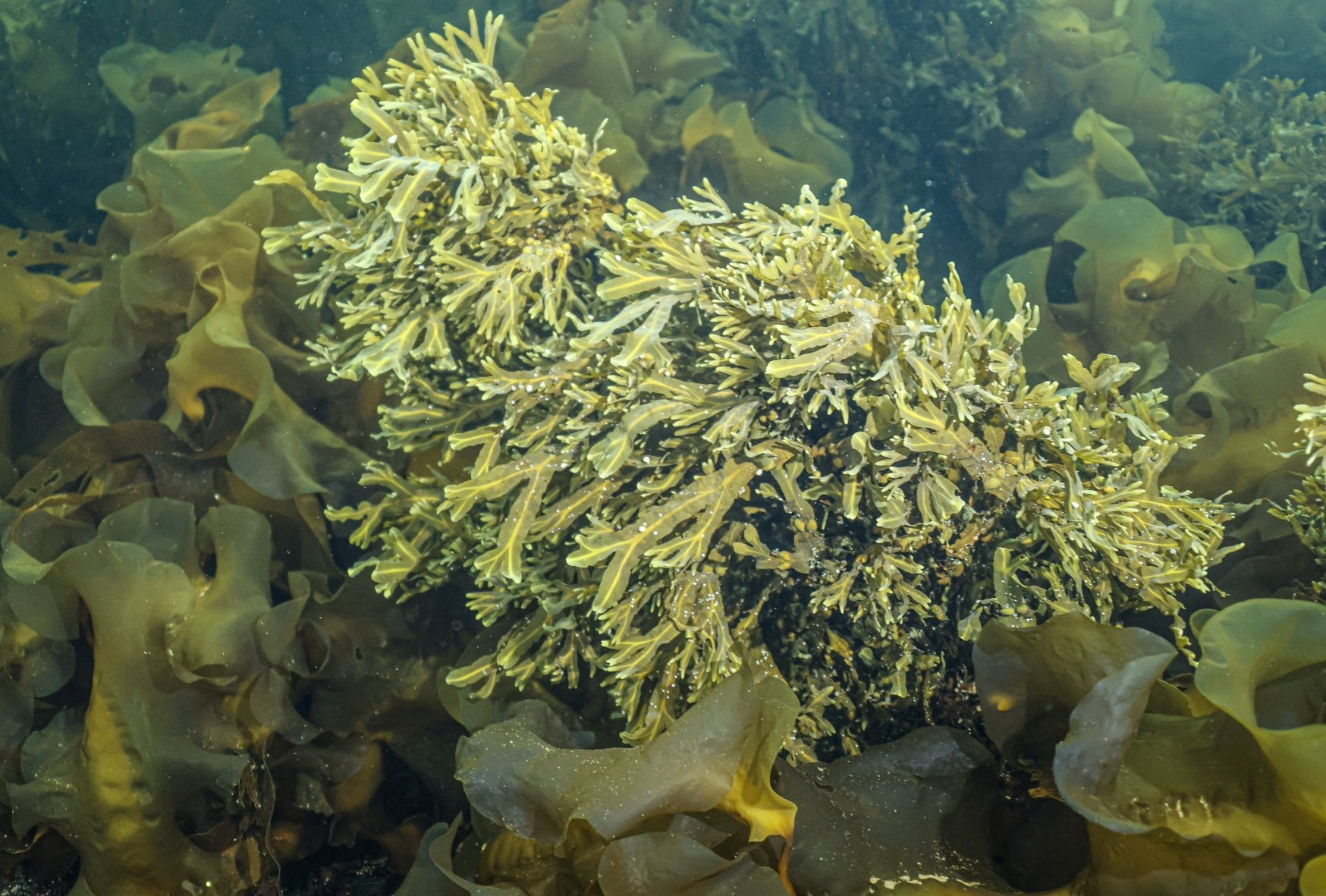 New Rewilding Knowledge Hub