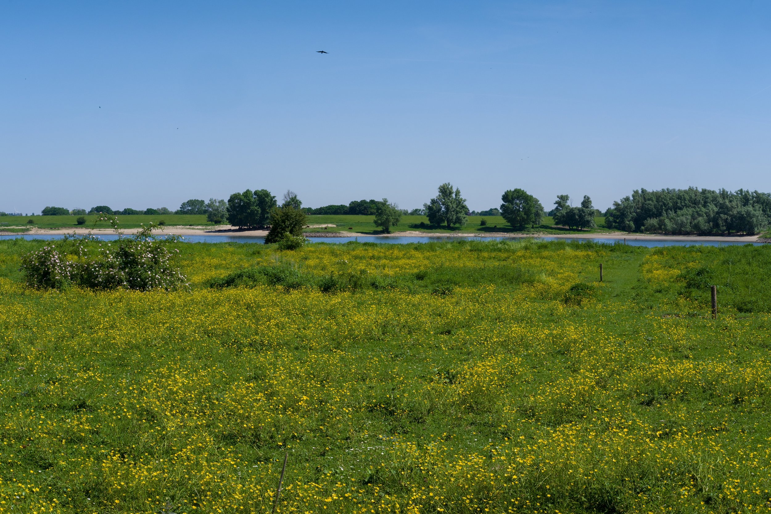 Interdisciplinary insights on climate-smart rewilding: Lessons from pioneering Dutch river transformations