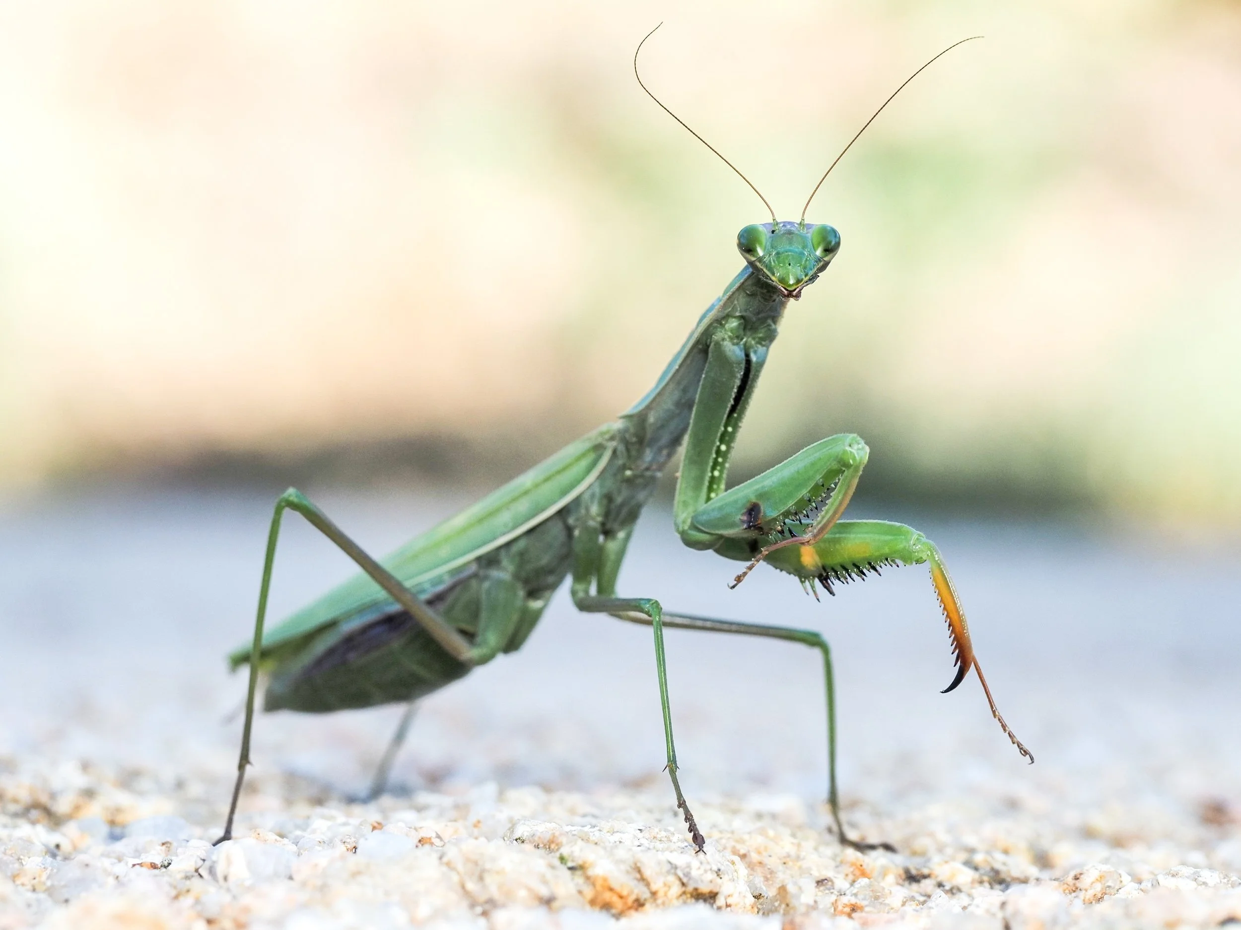 Rewilding conflicts and conflict management strategies in view of EU policies