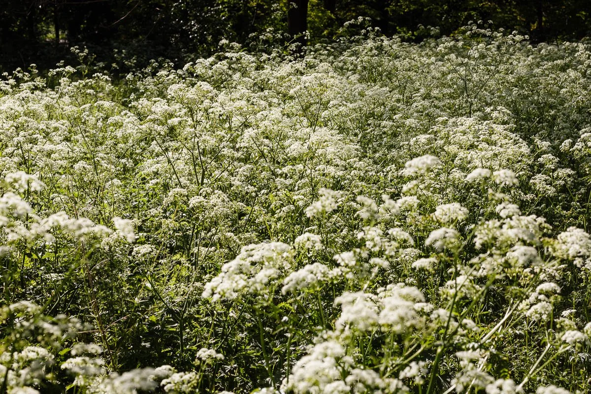Printemps