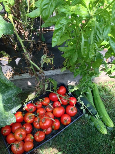 Summertime Harvests Reverie