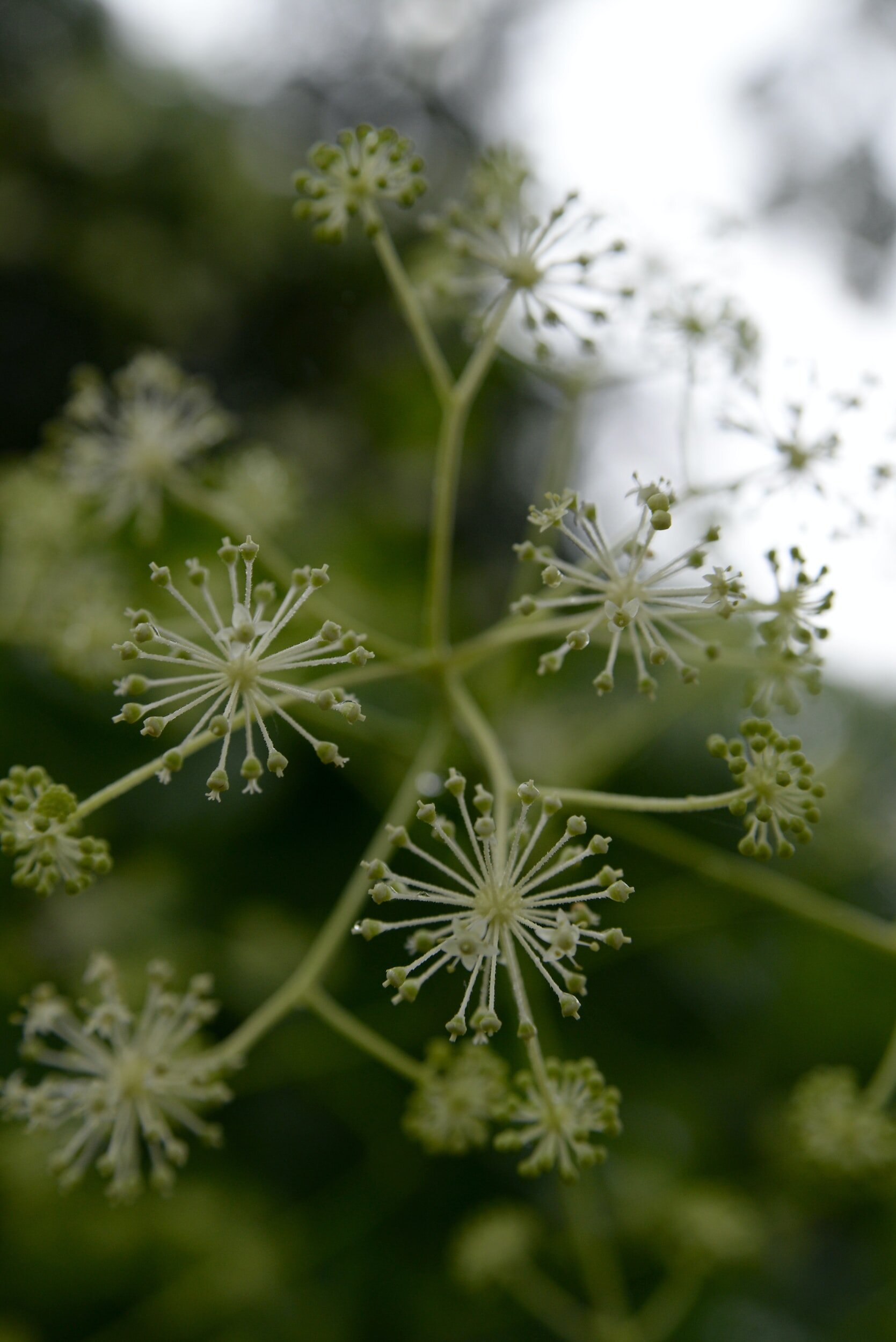 Spikenard
