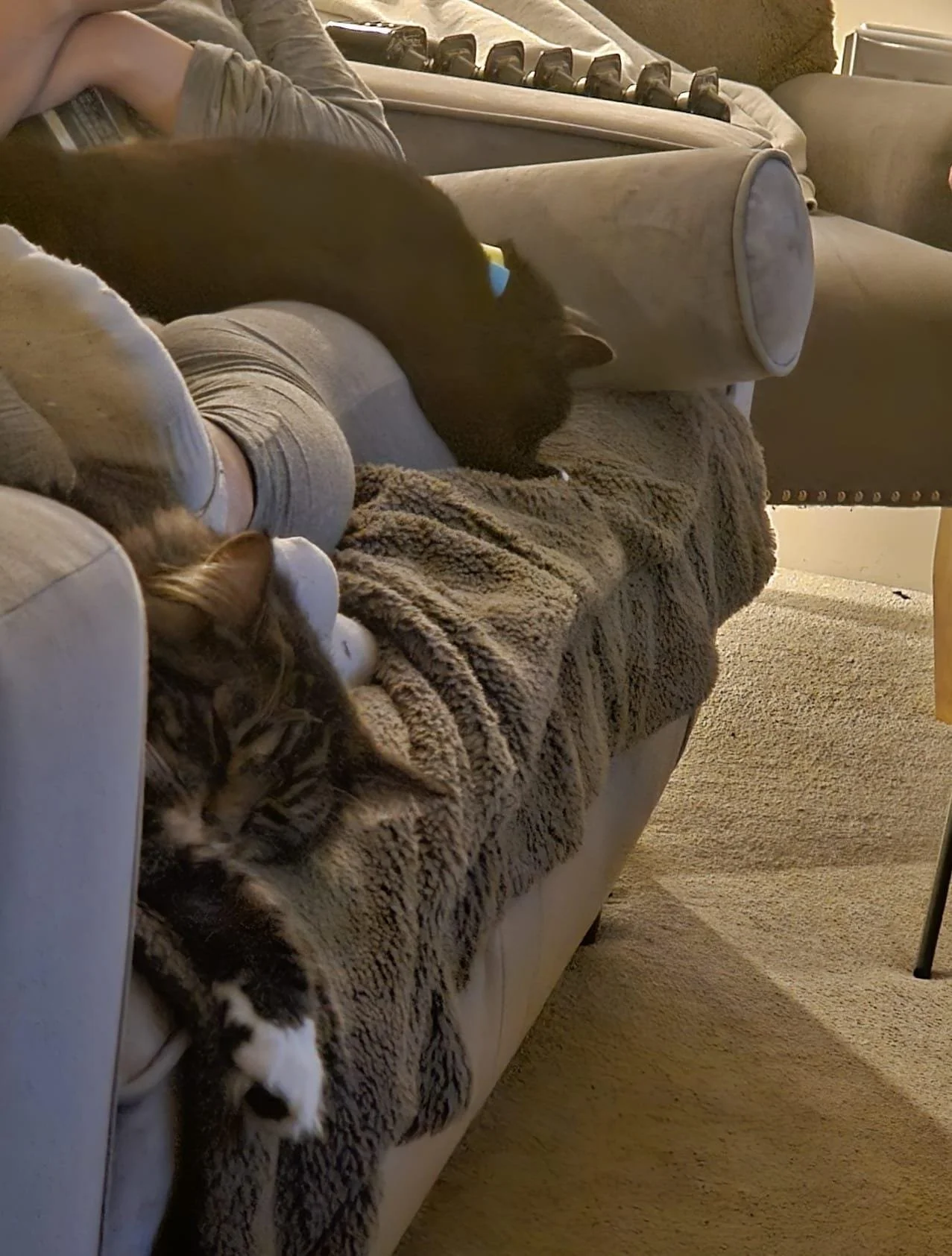 Two cats on a sofa
