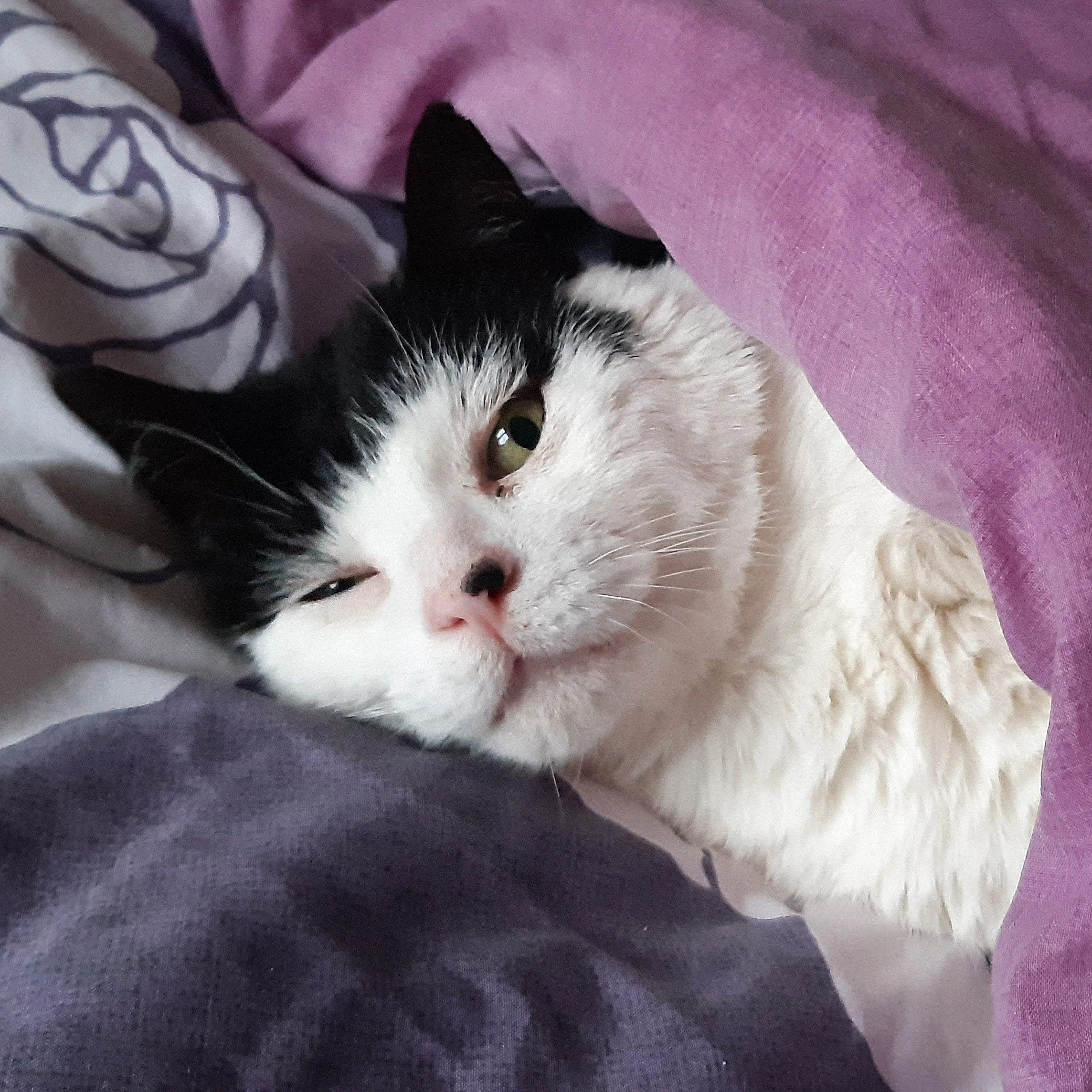 Black and white cat in bed