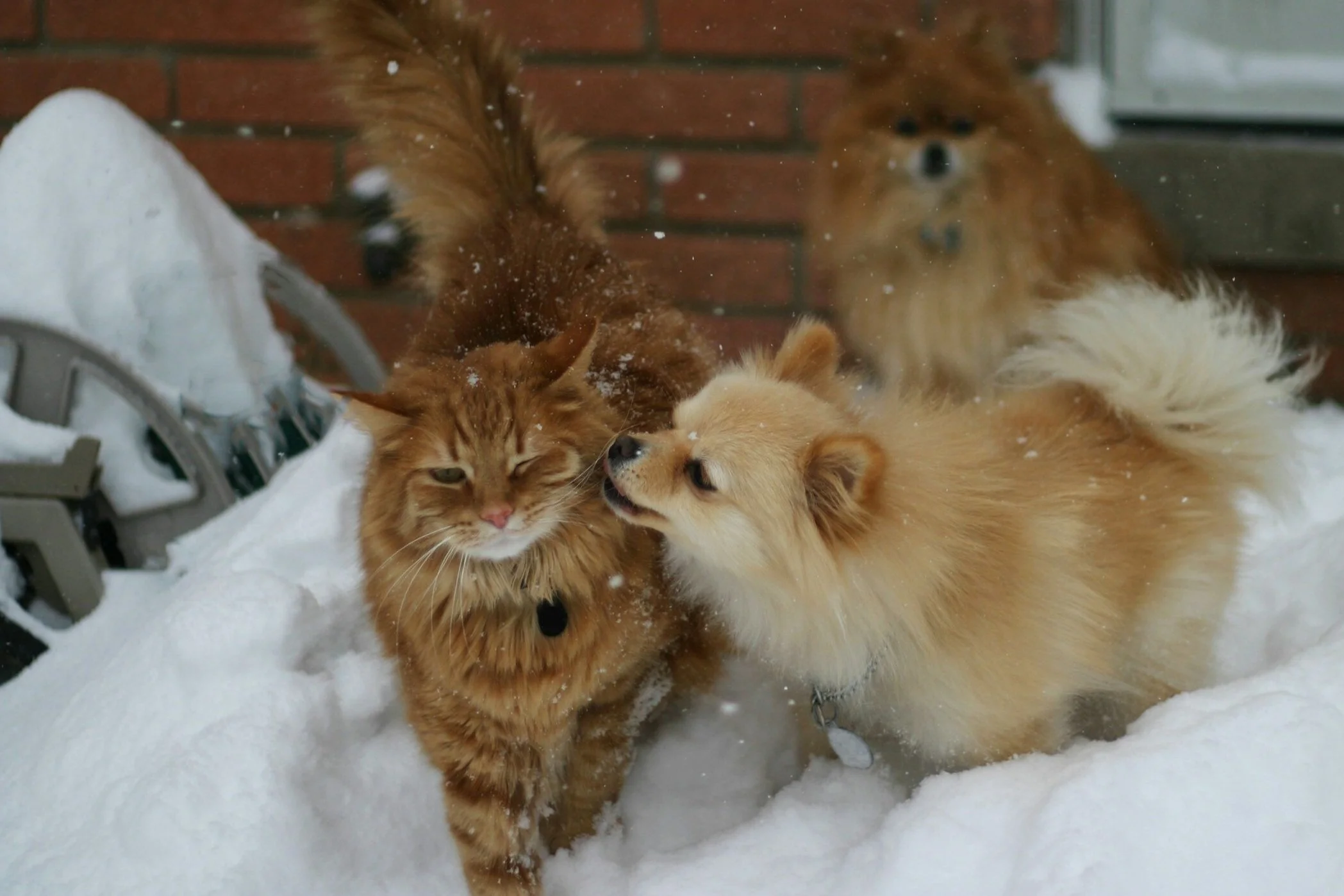 Cat and dog in the snow