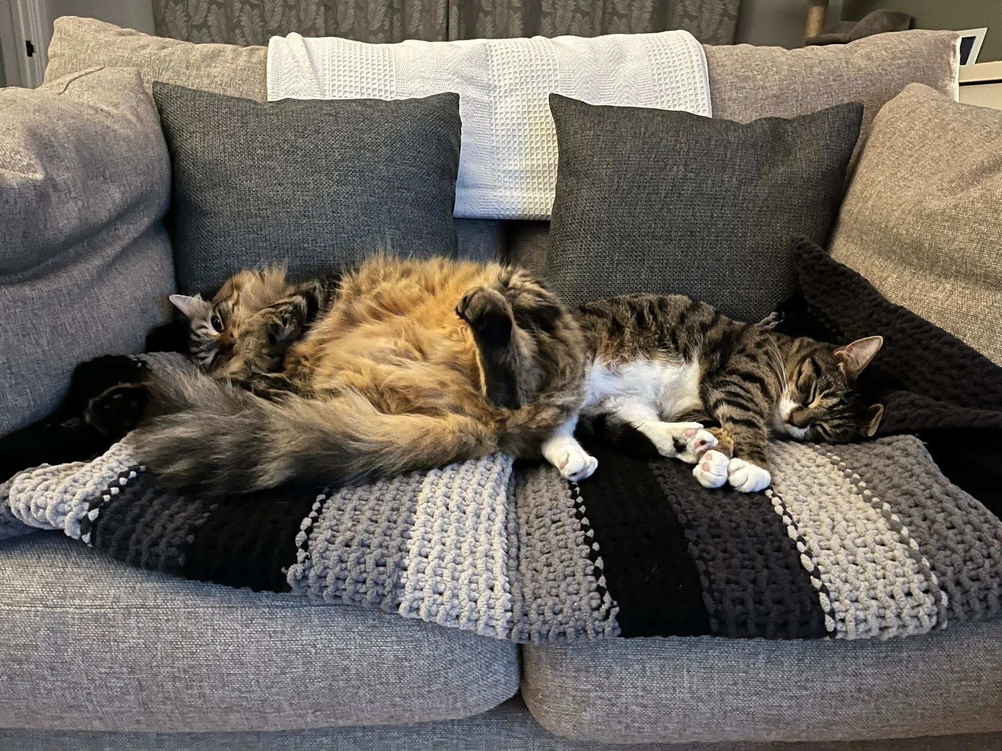 Two cats on sofa