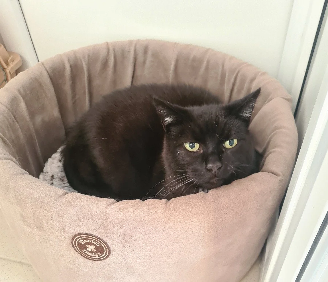 Black cat in a cat bed