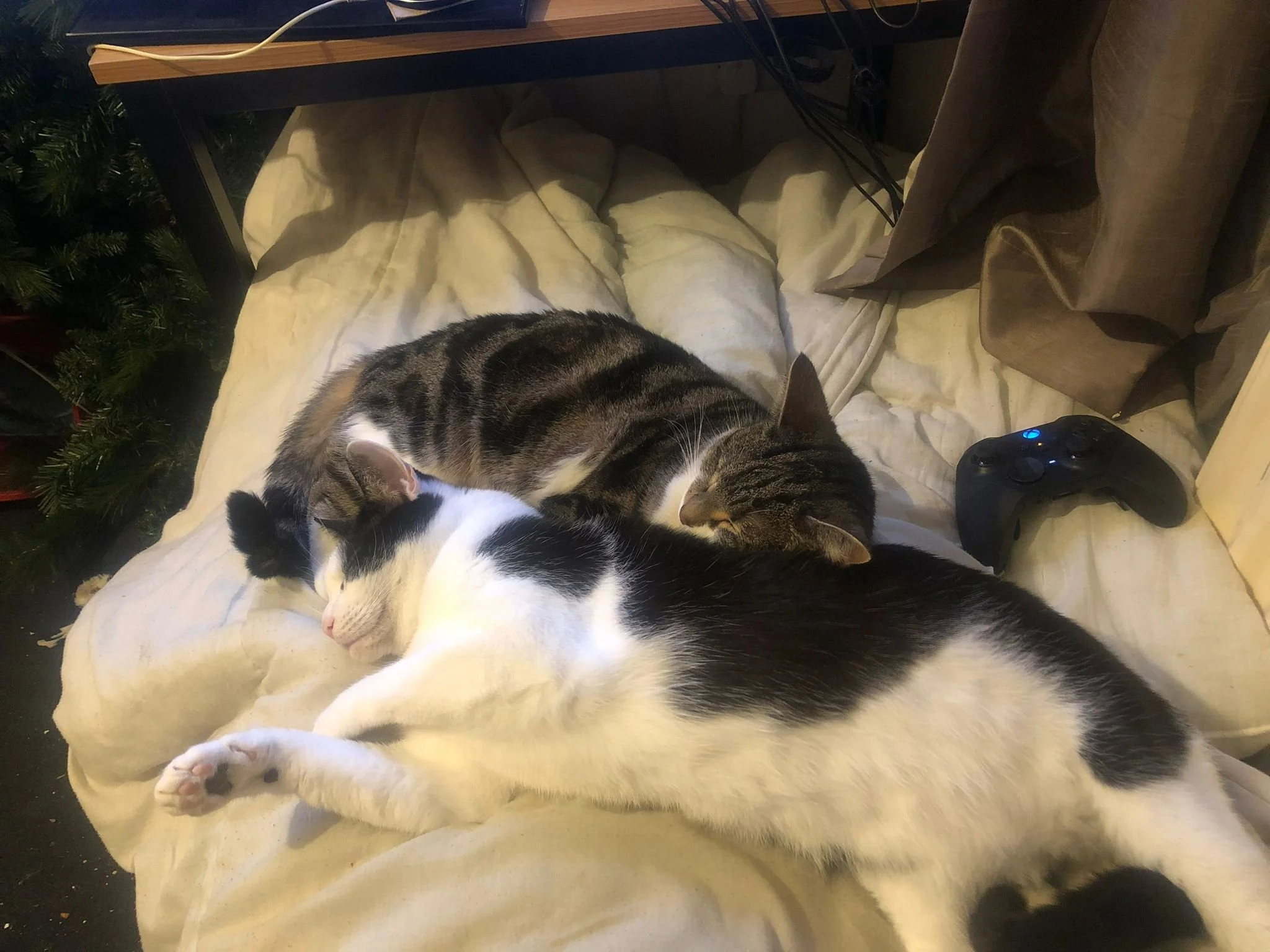 Two cats asleep on bed together