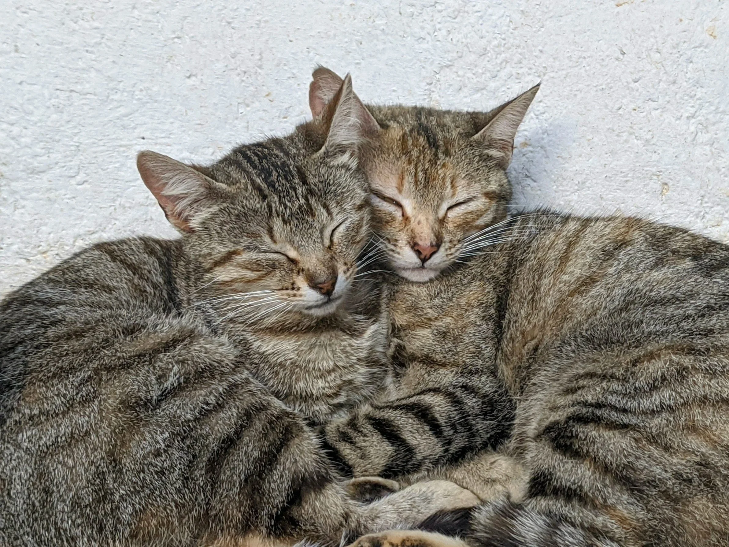 Two tabby cats asleep together