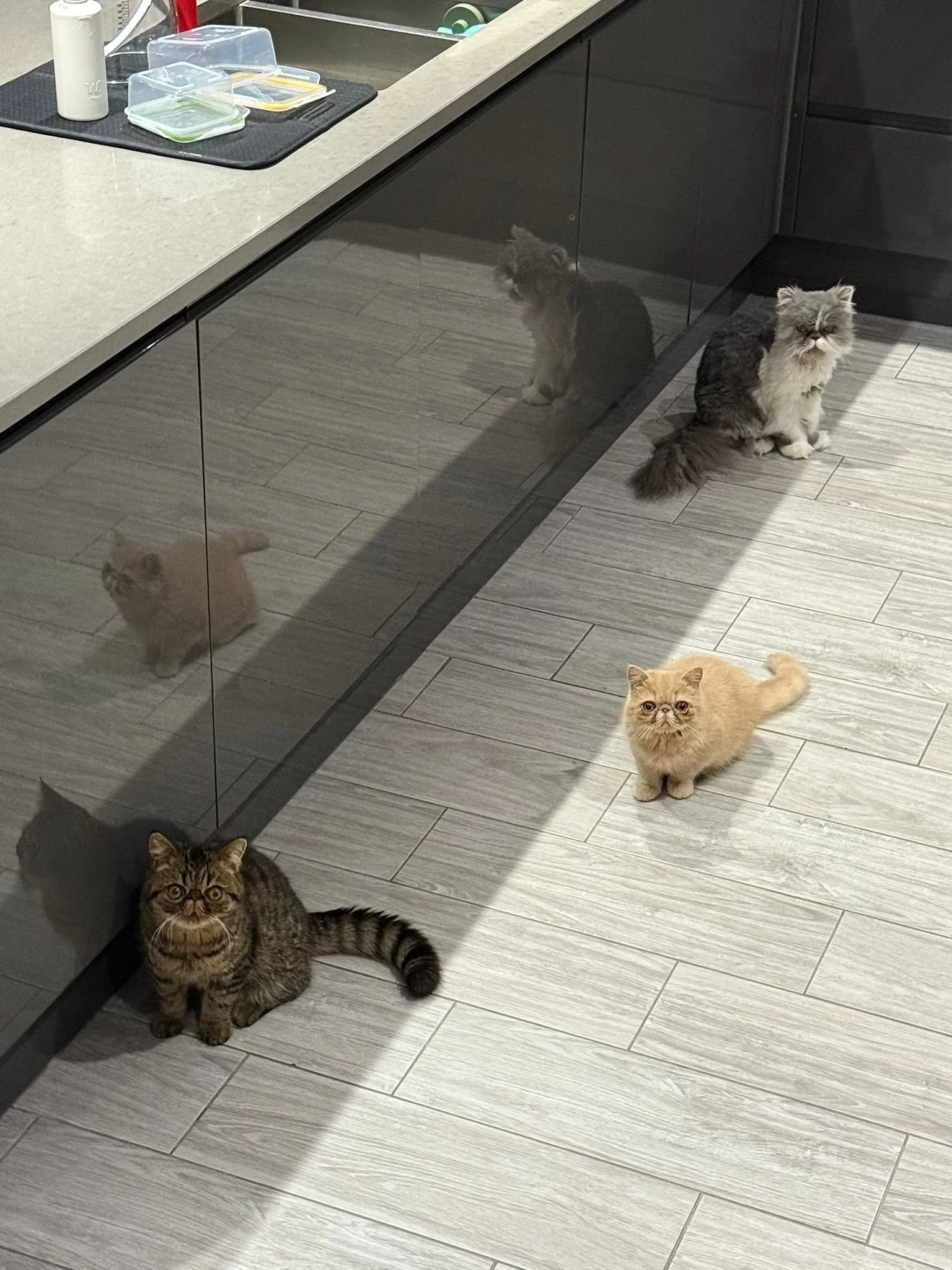 Three cats sat near each  other