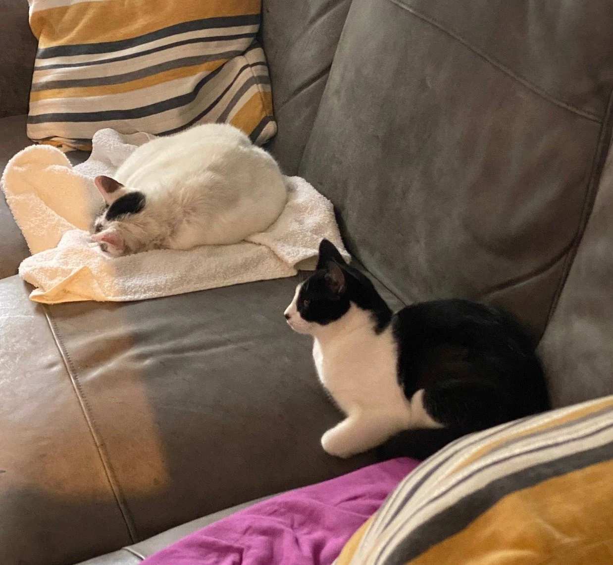 Two cats sitting near each other