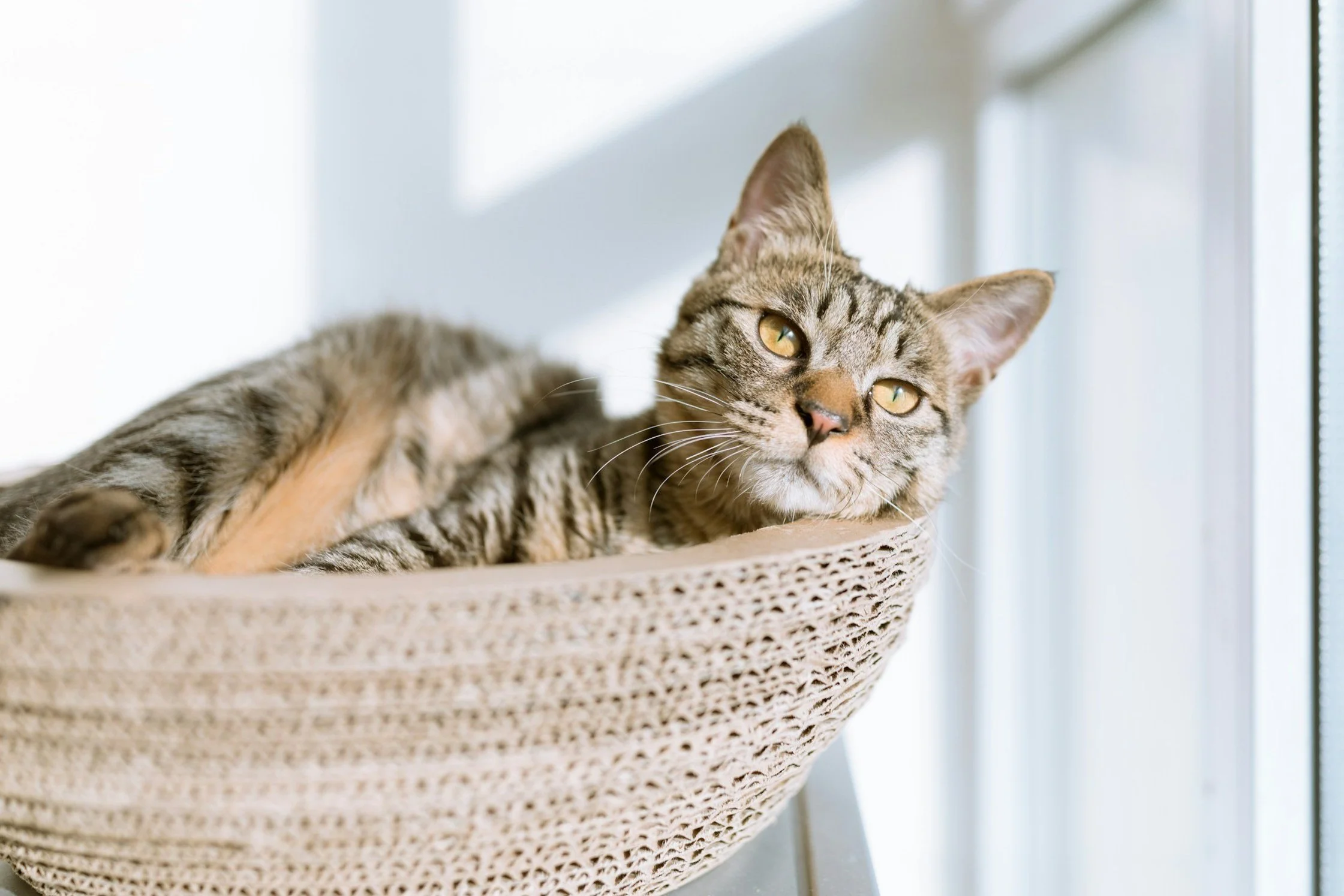 Tabby cat in a cat bed