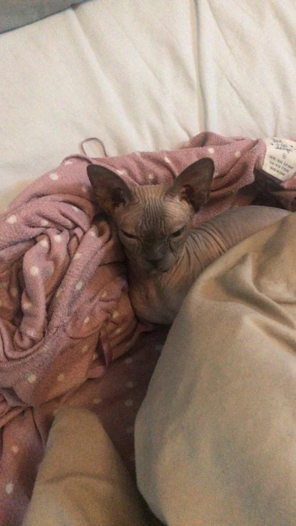 Sphynx cat in bed
