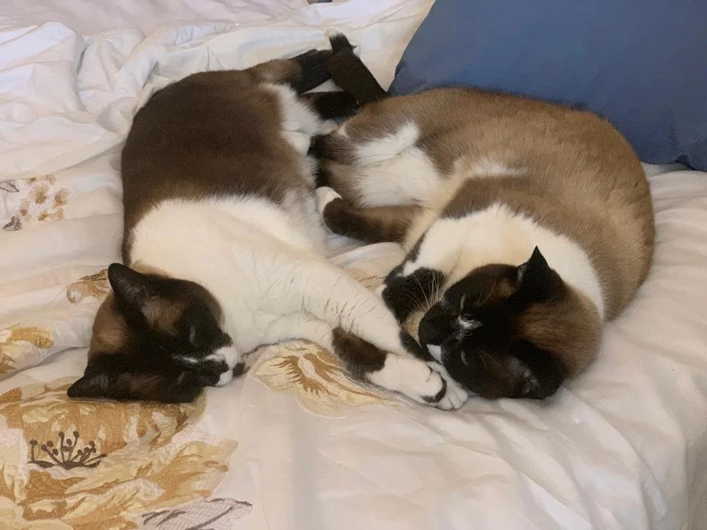 Two cats on bed together