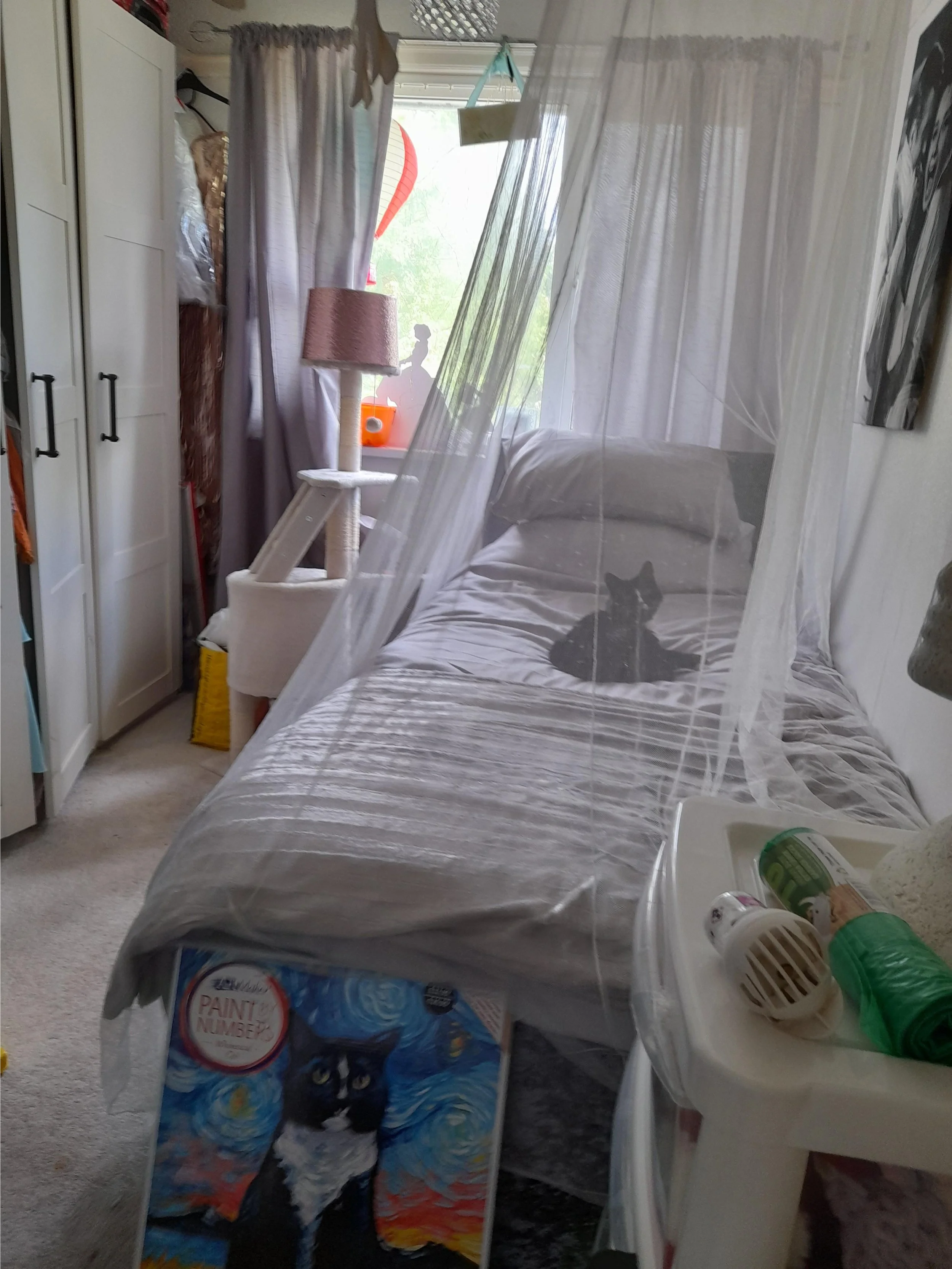 Cat on a bed