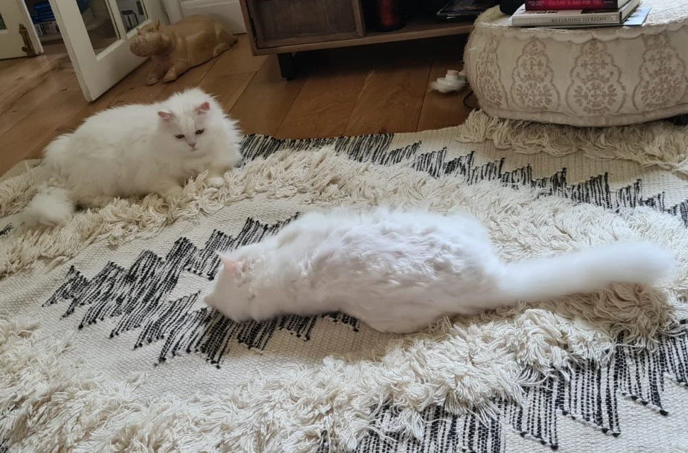 Two fluffy white cats on a rug