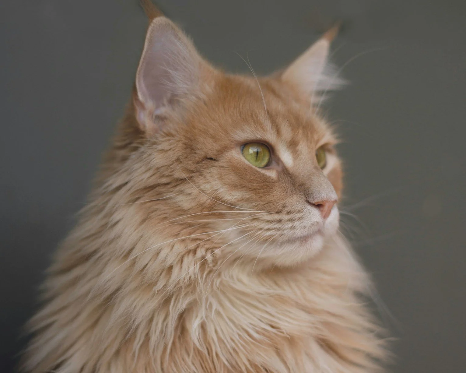 Fluffy ginger cat's head