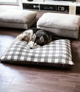Dog laying on plaid pet bed pillow
