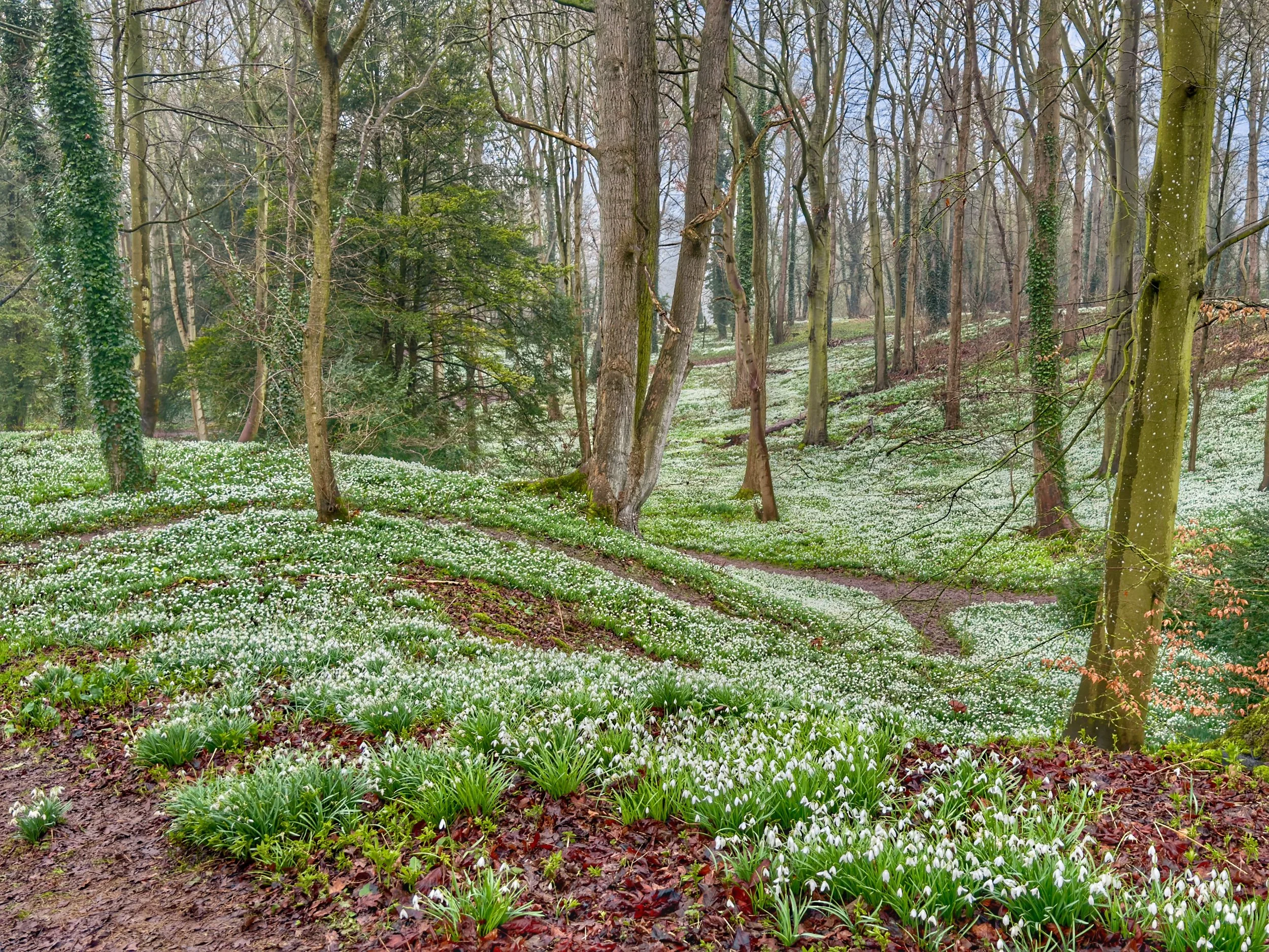 Walsingham Snowdrop Wood