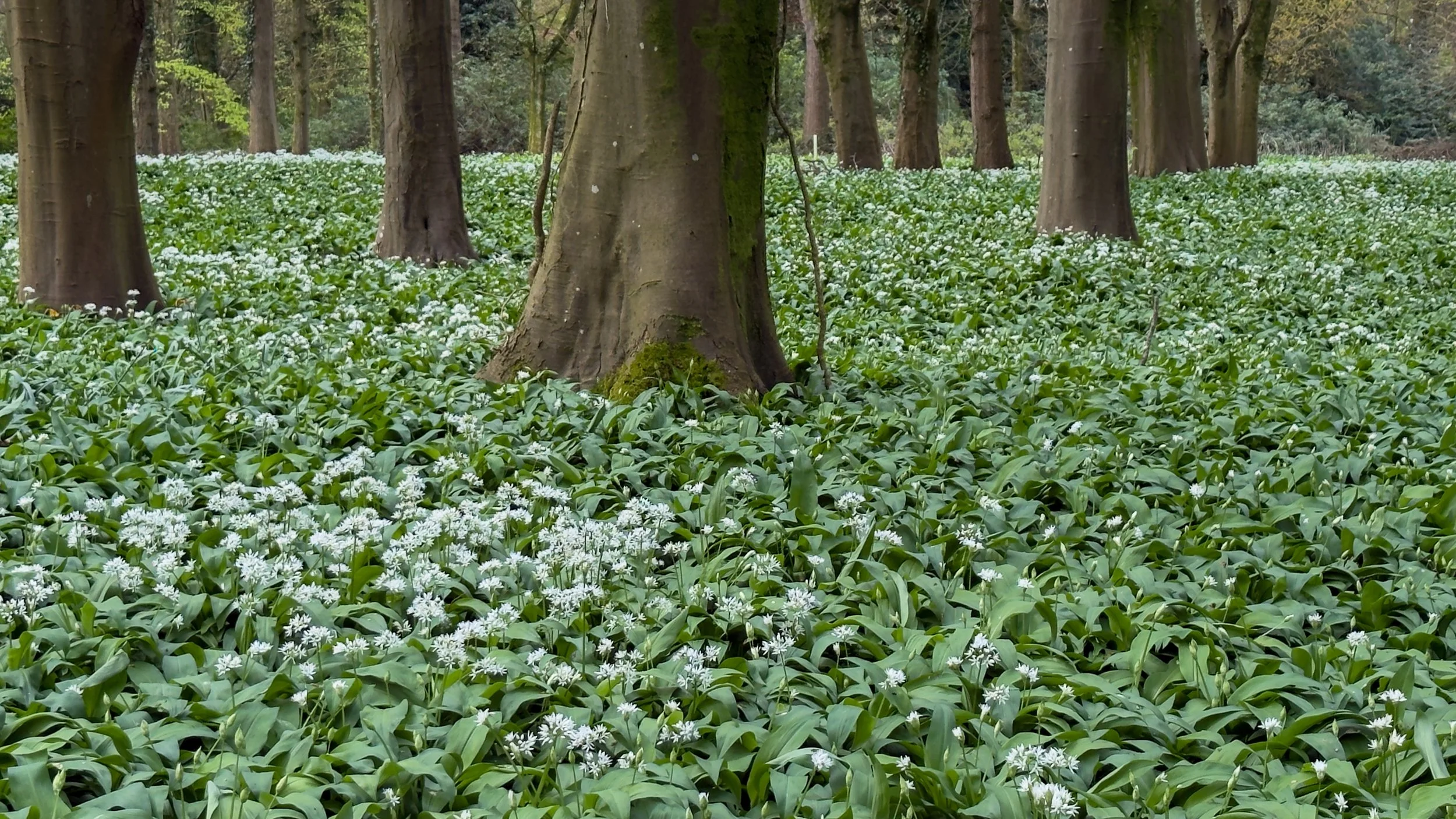 Wild Garlic woods.jpg