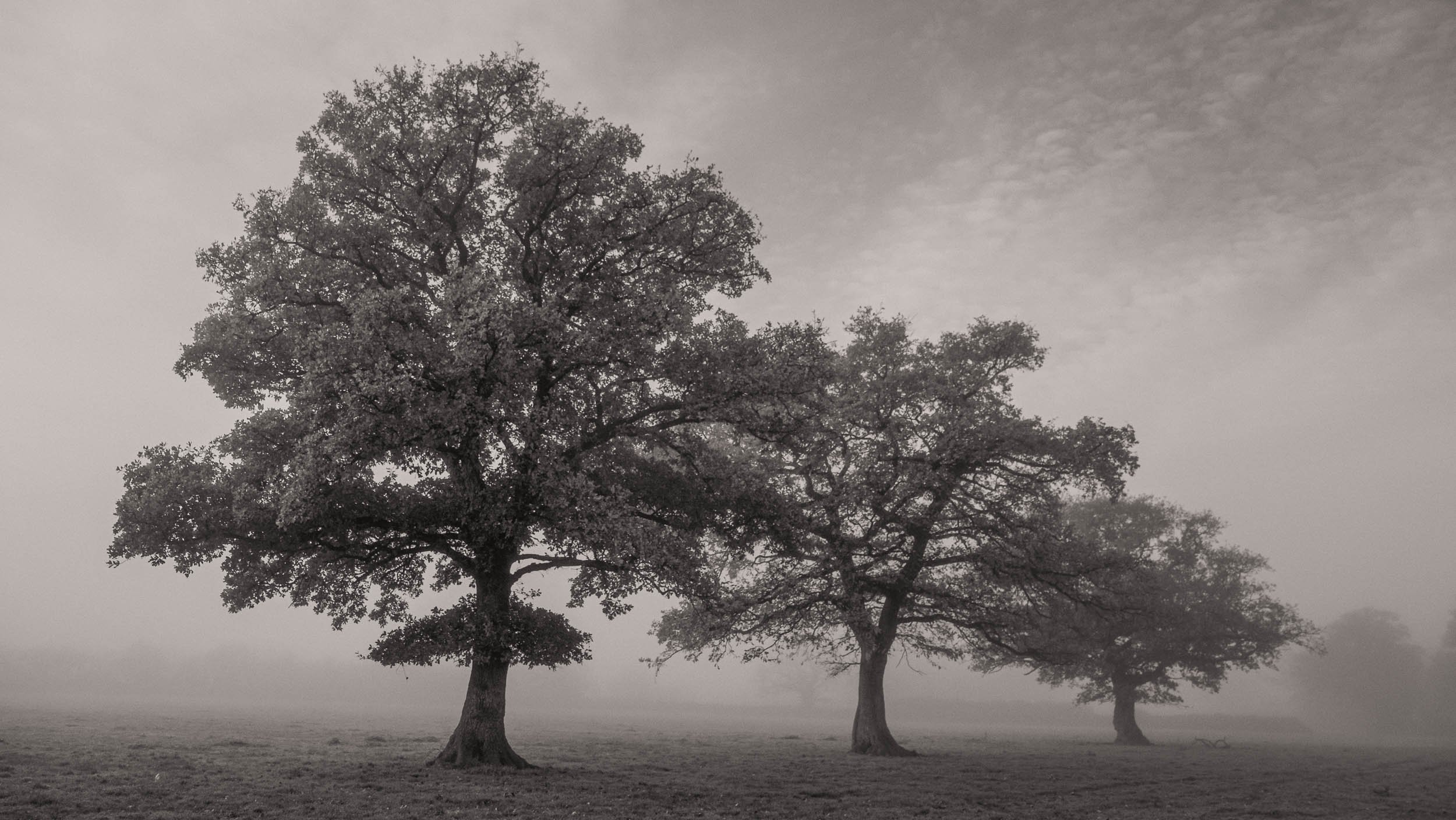 Three Trees