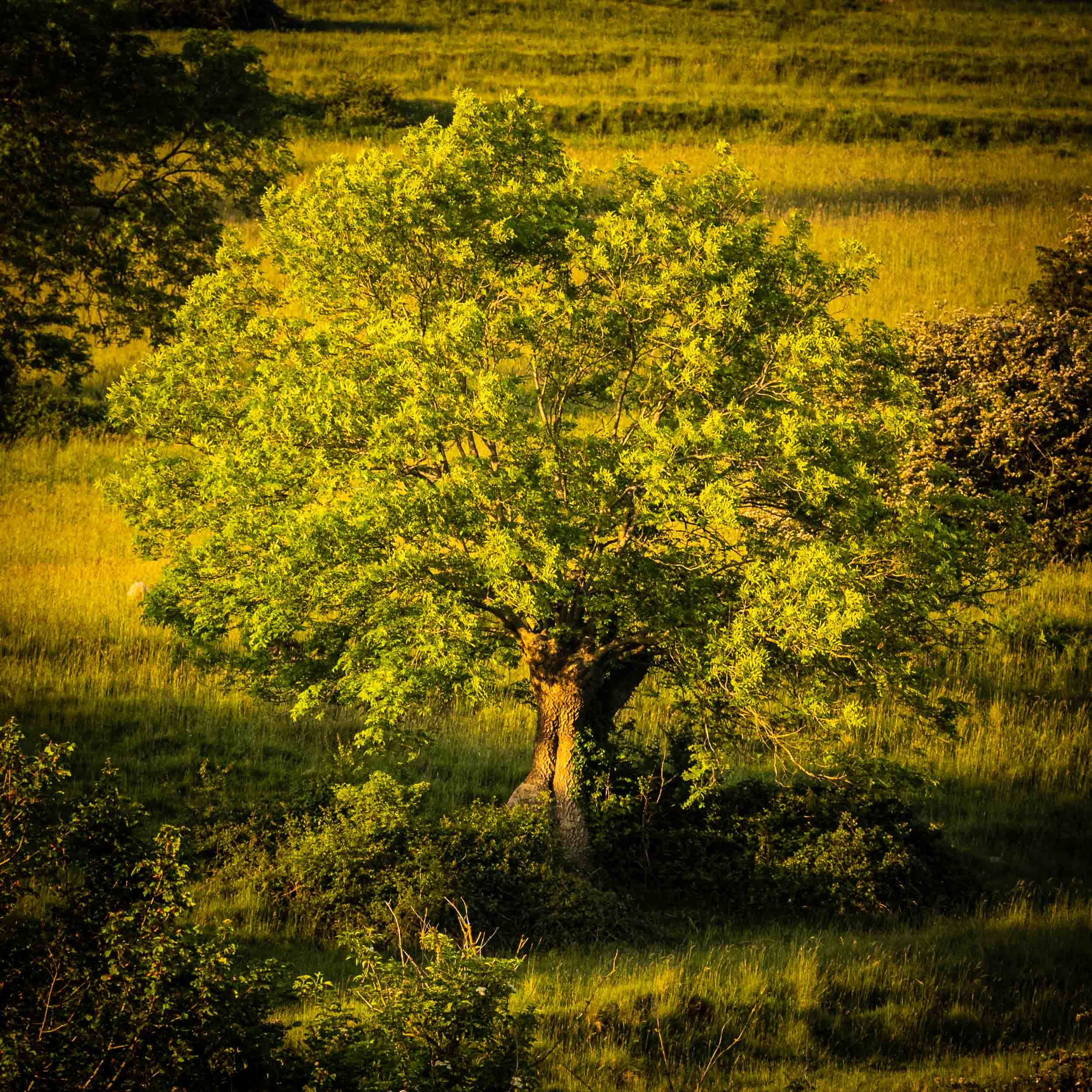 The Cook's Field Ash