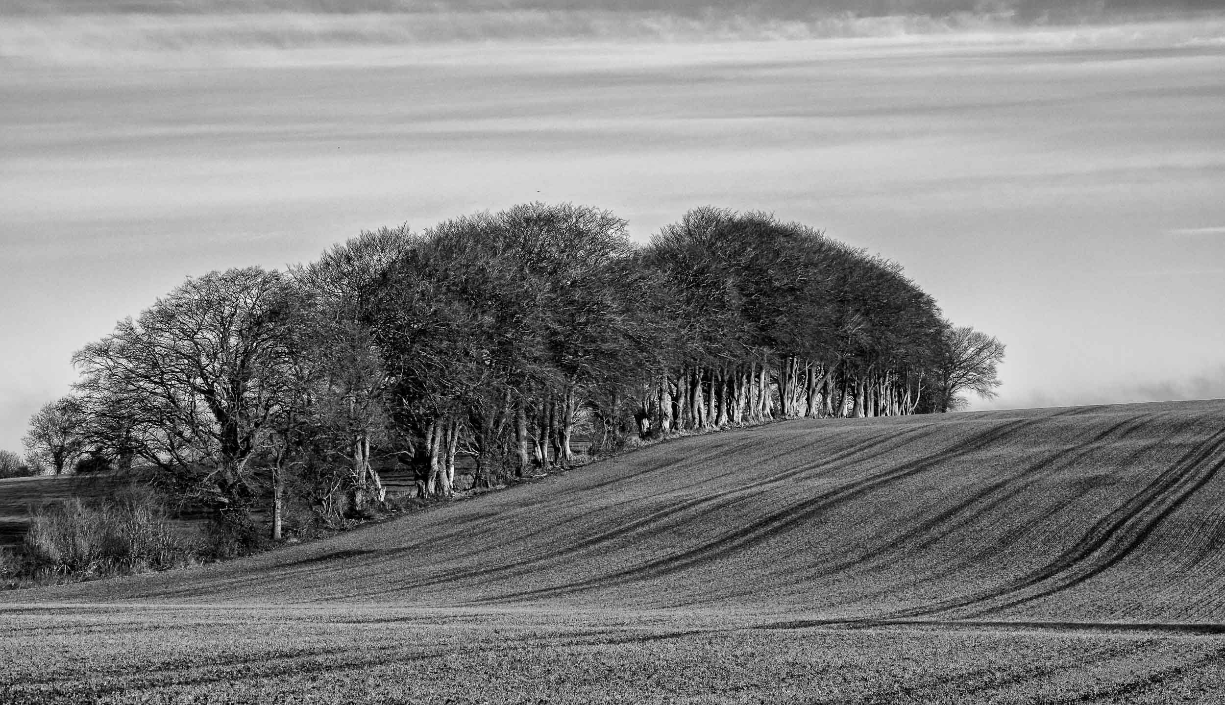 The Rolling Beeches
