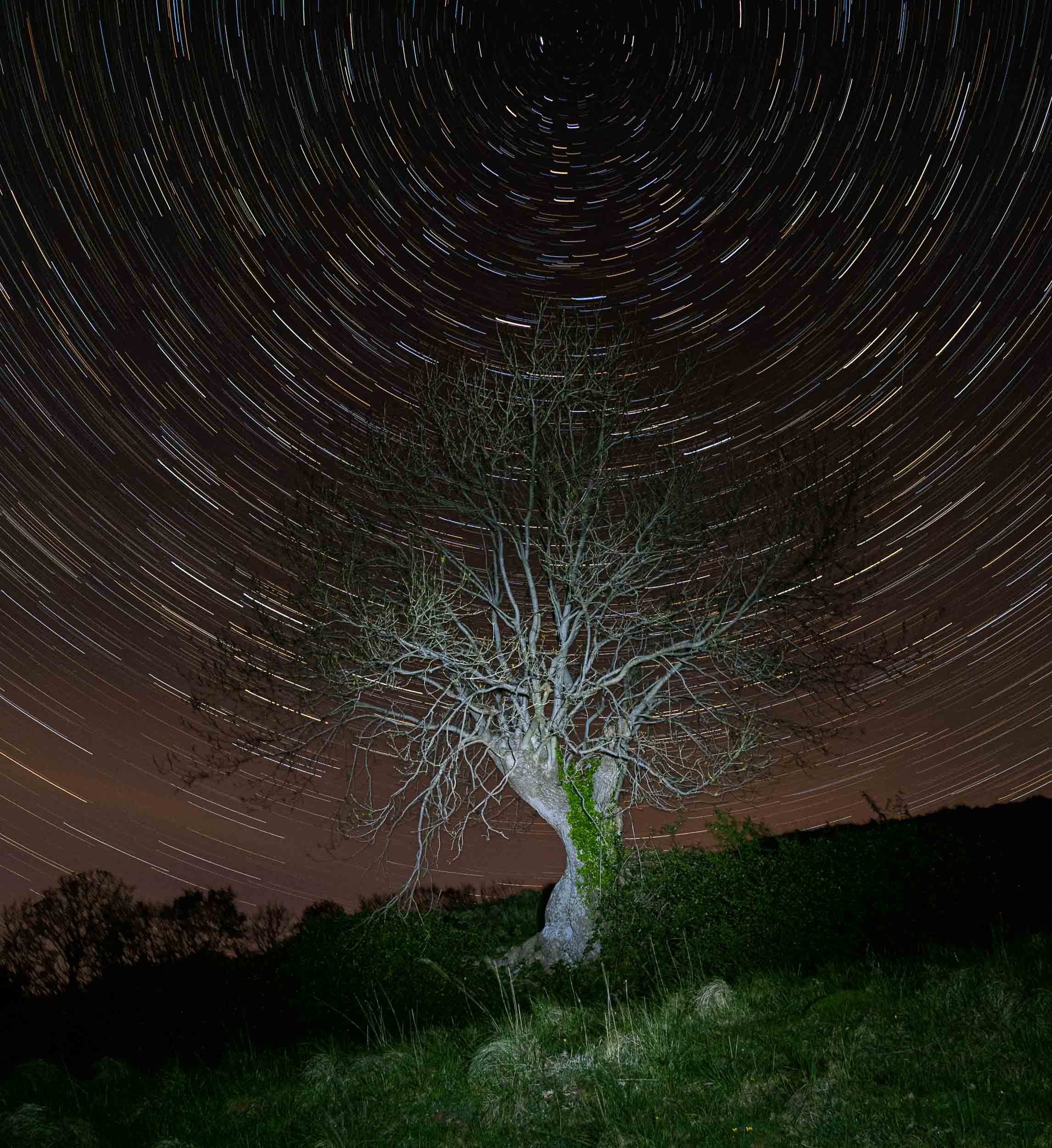 The Pollarded Ash Sky Trail