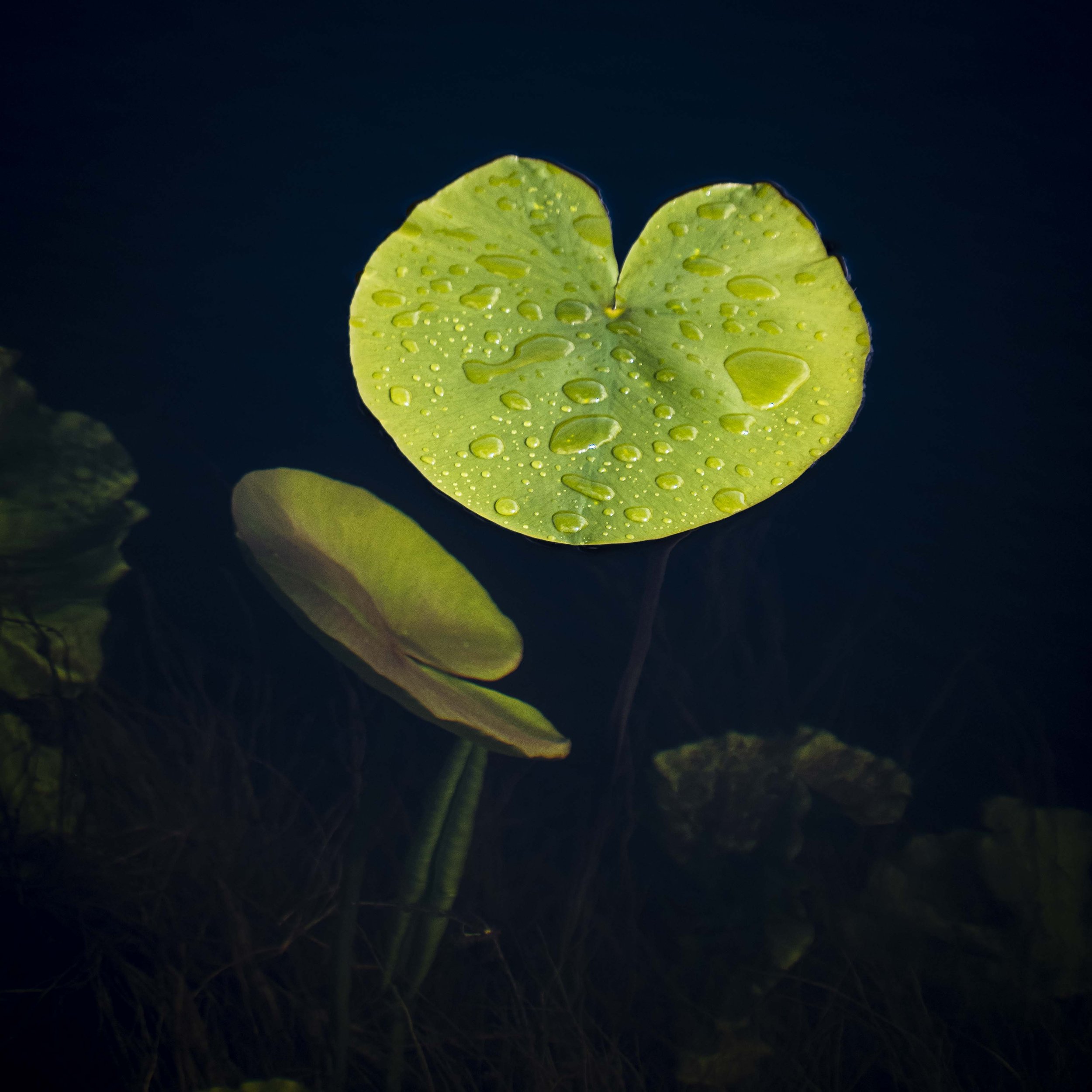 The Lily Pad
