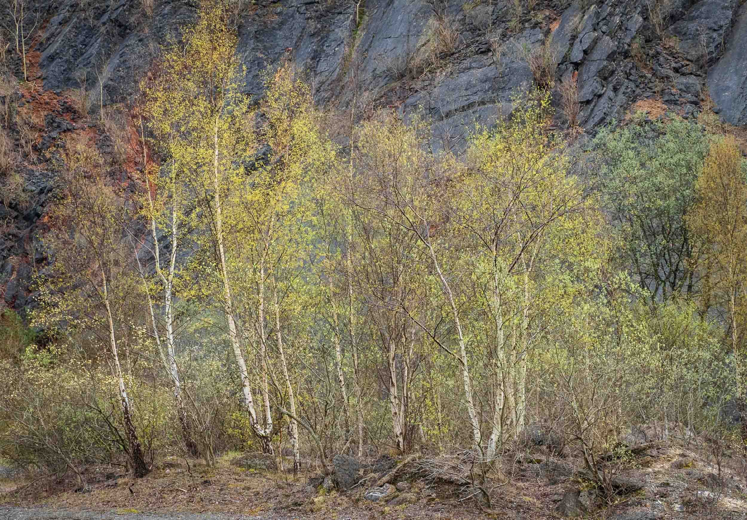 Fairy Quarry Birches