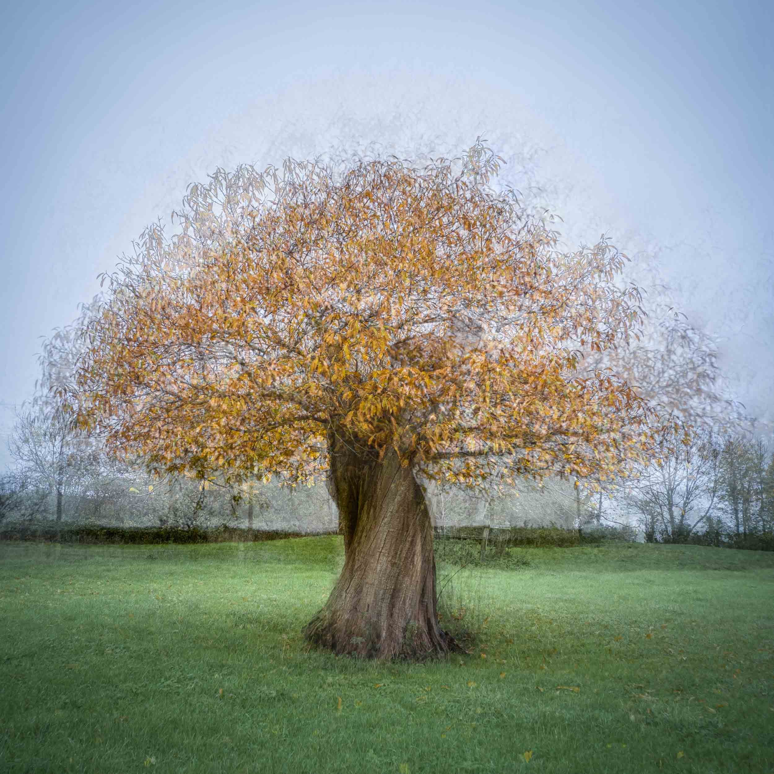 The Twisted Pollarded Ash